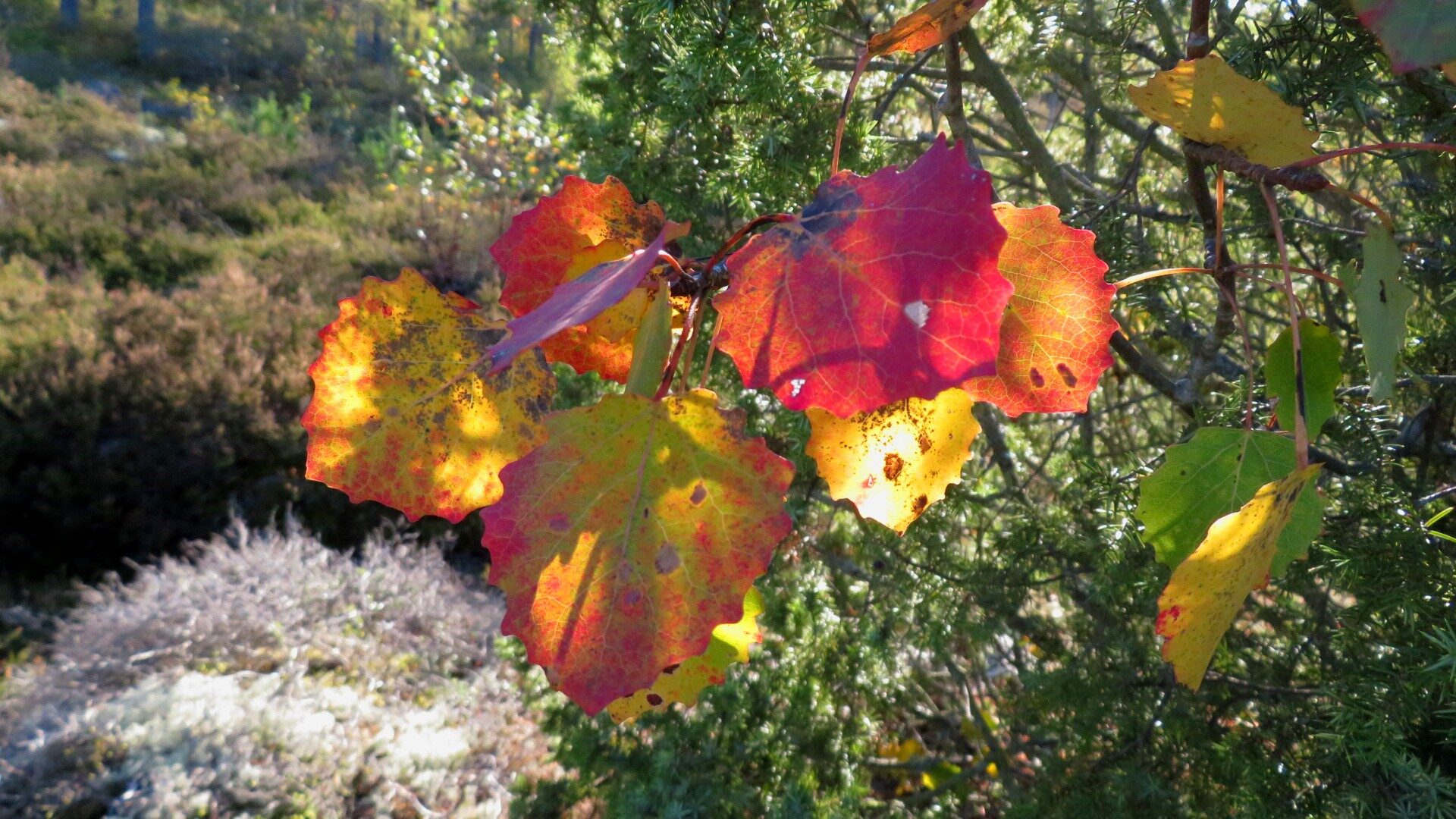 Valokuvaaja: Risto Kangassalo