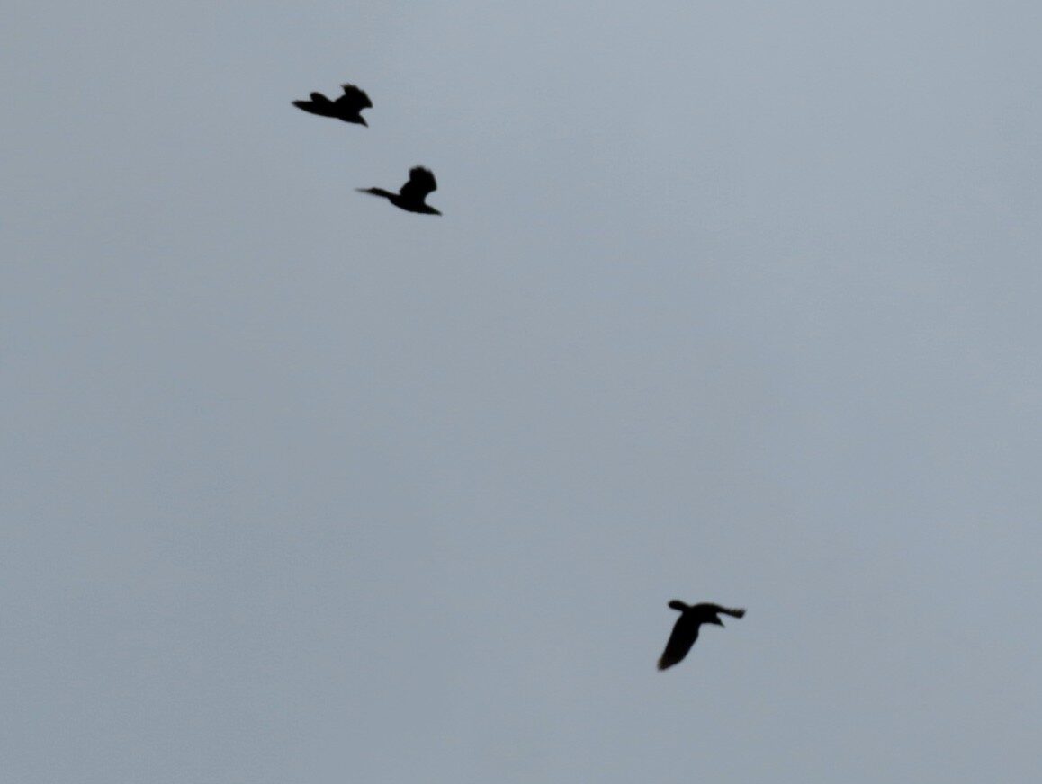 Valokuvaaja: Risto Kangassalo