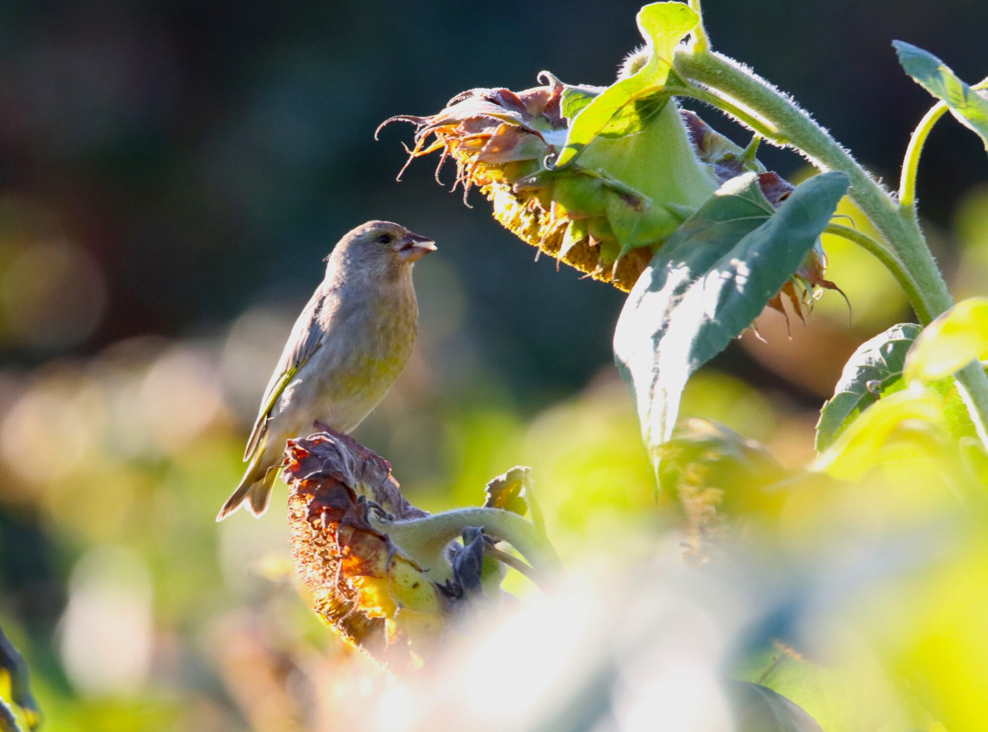 Valokuvaaja: Irja Lehtinen