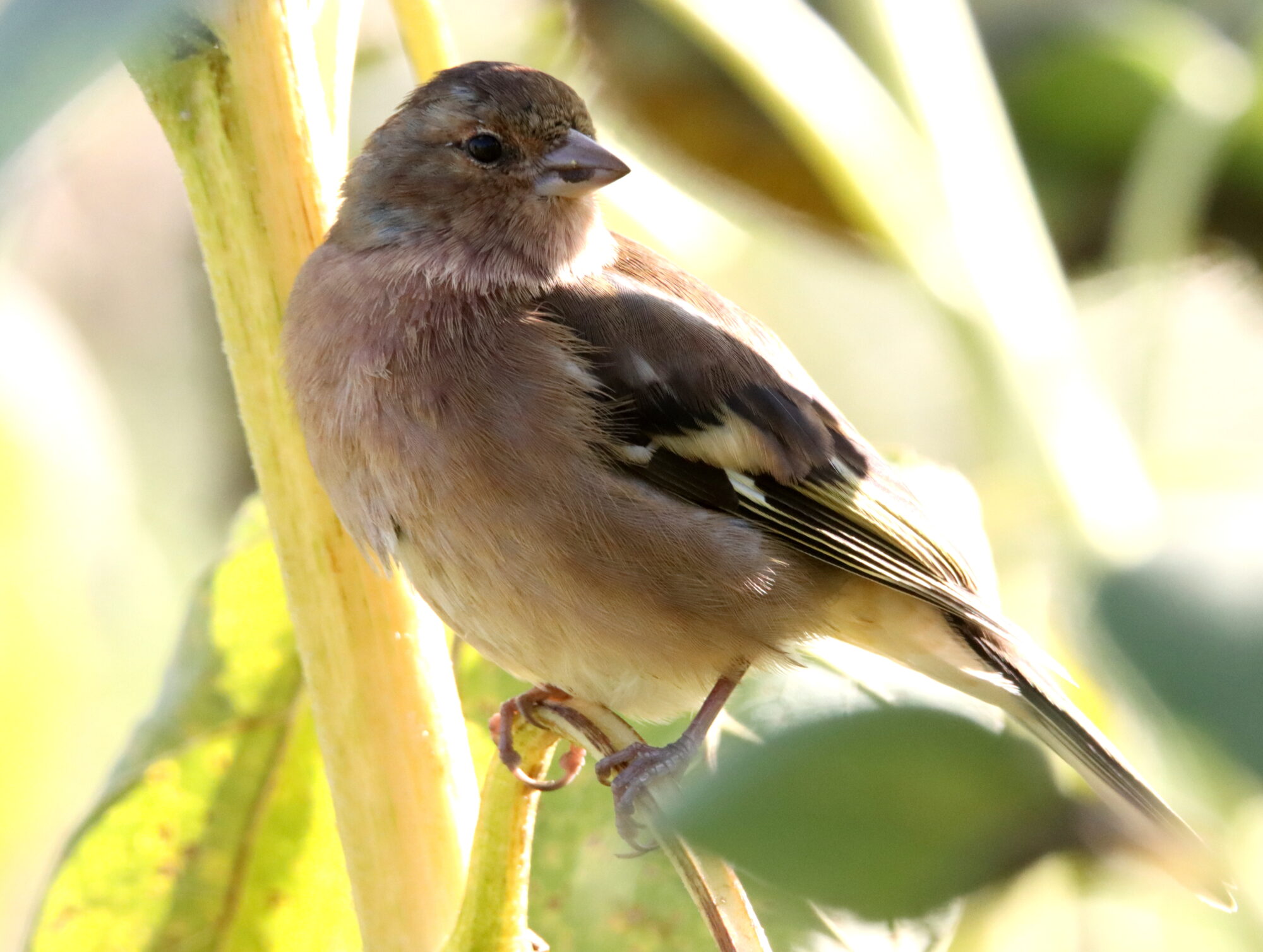 Valokuvaaja: Irja Lehtinen Valokuvaaja: Irja Lehtinen