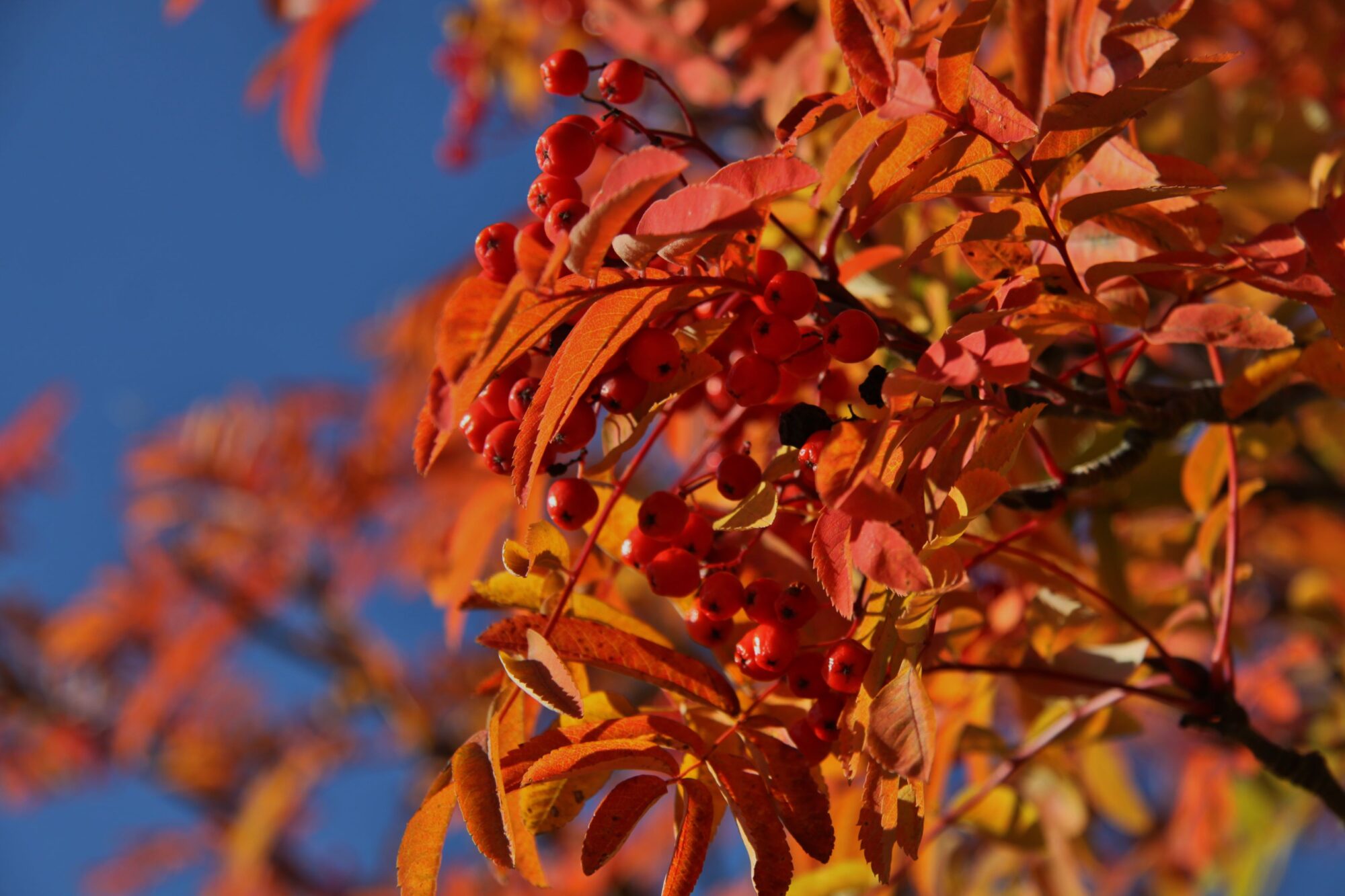 Valokuvaaja: Pirkko Siukonen Valokuvaaja: Pirkko Siukonen