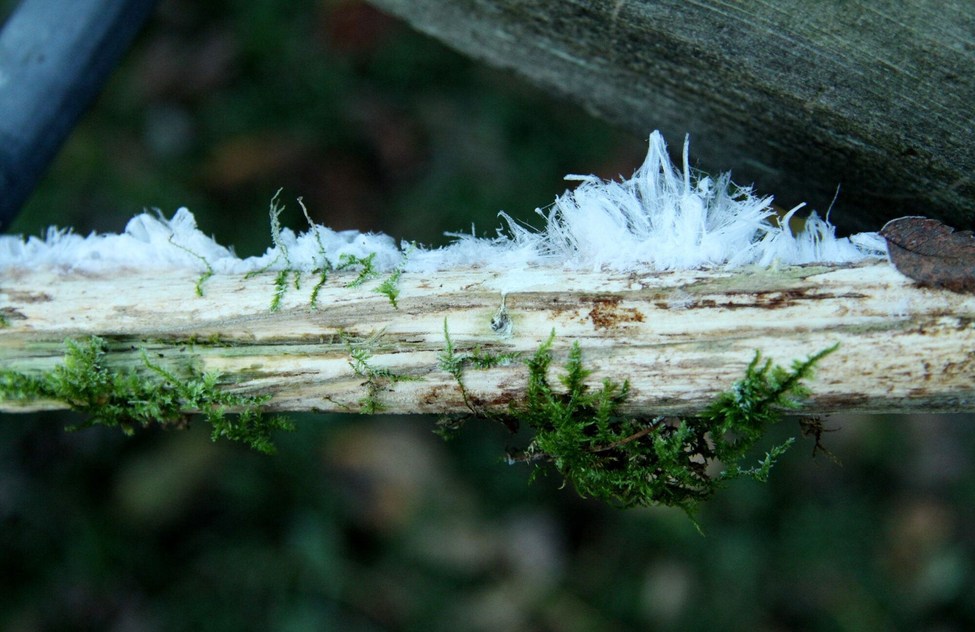 Valokuvaaja: Pirkko Siukonen