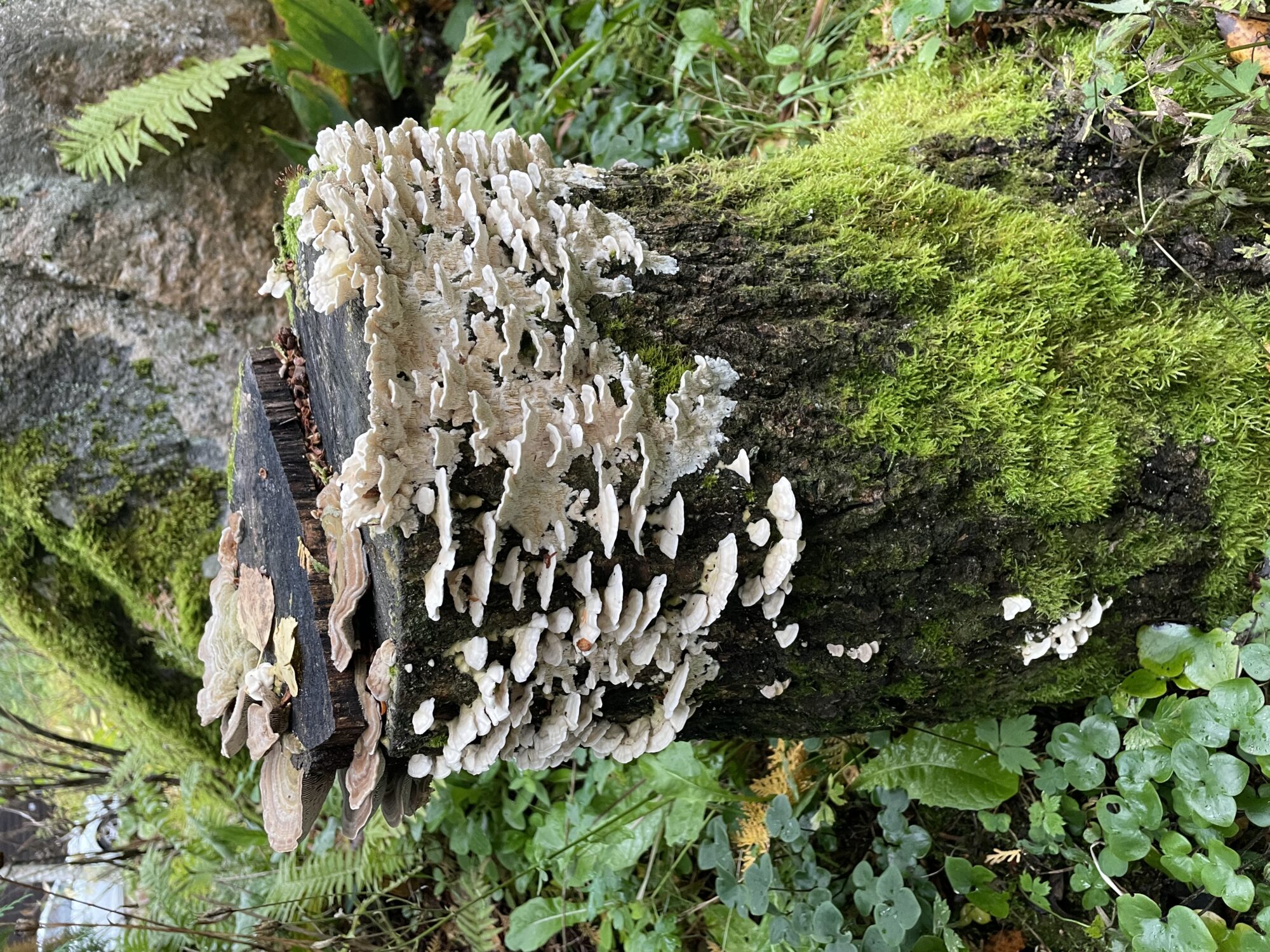 Valokuvaaja: Maiju Salonen