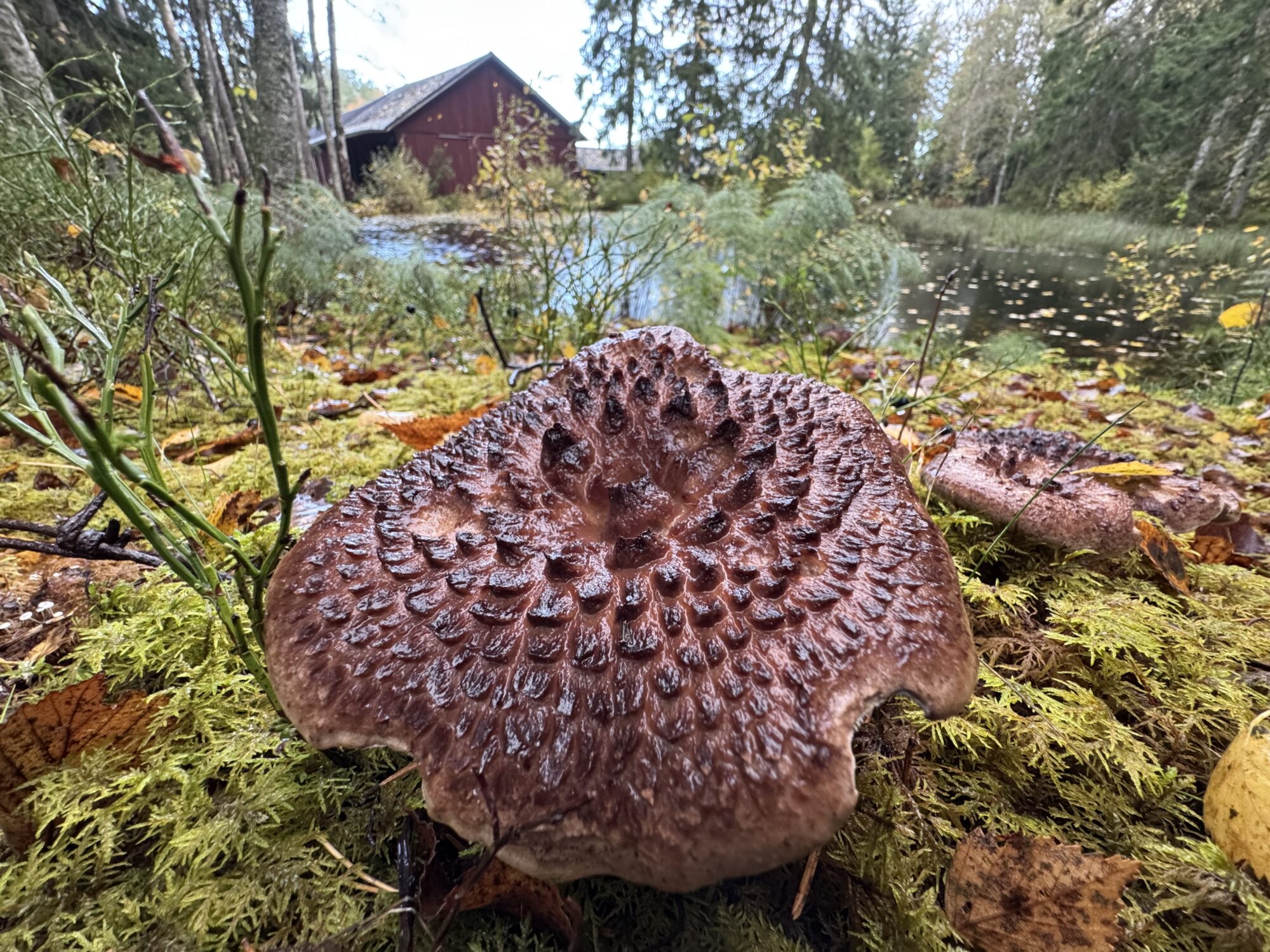 Valokuvaaja: Juhani Peltonen