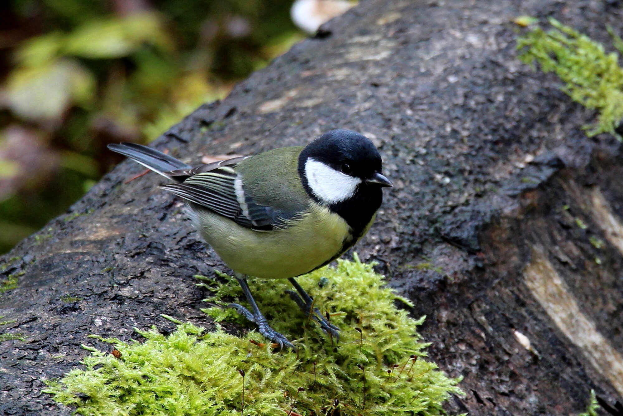 Valokuvaaja: Kirsi-Marja Joenpolvi