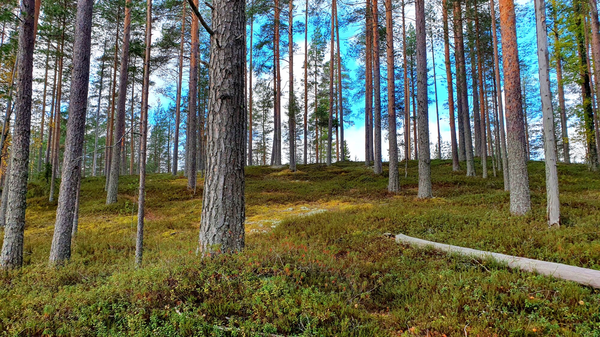 Valokuvaaja: SINIKKA KUJALA