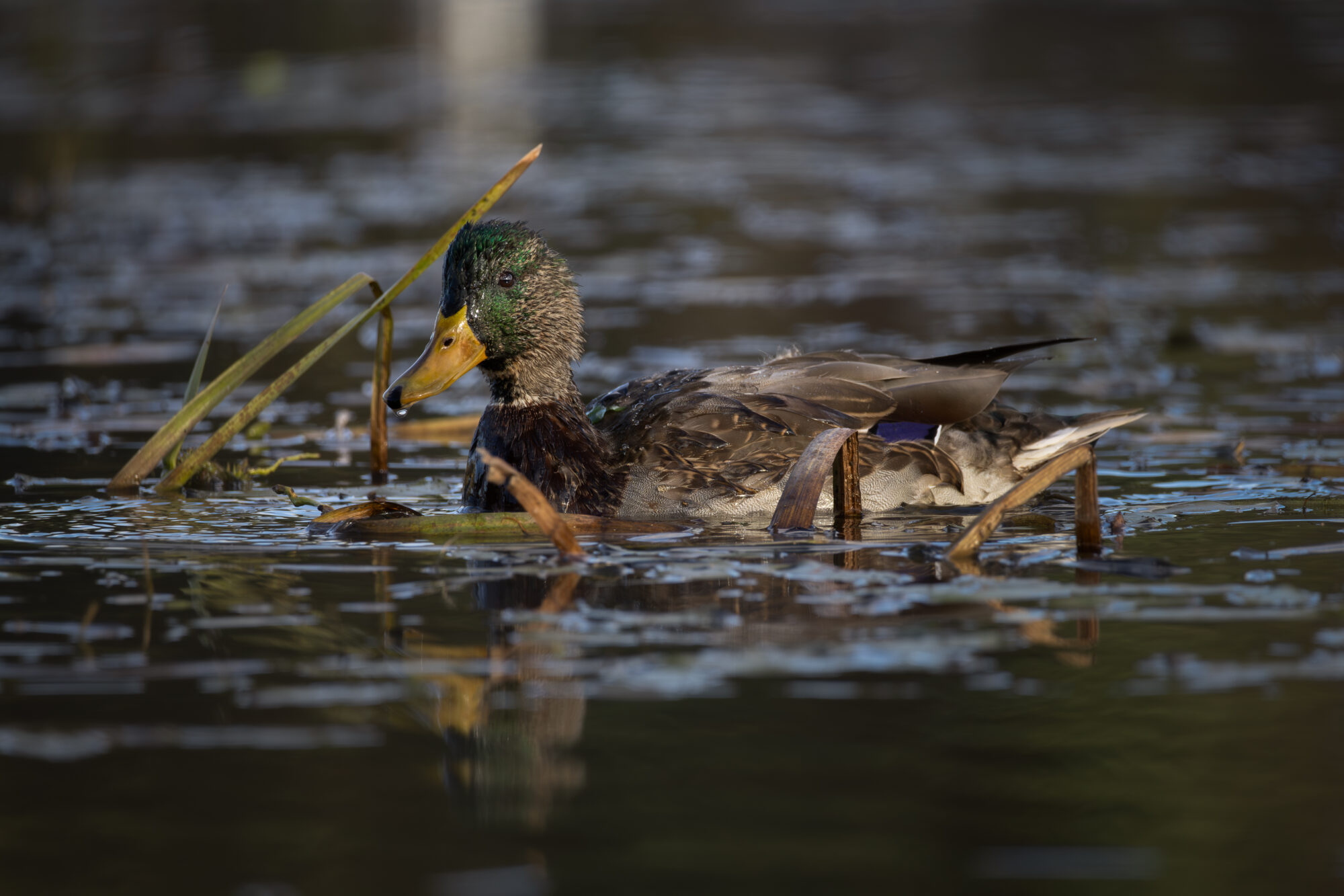 Valokuvaaja: Leevi Halme