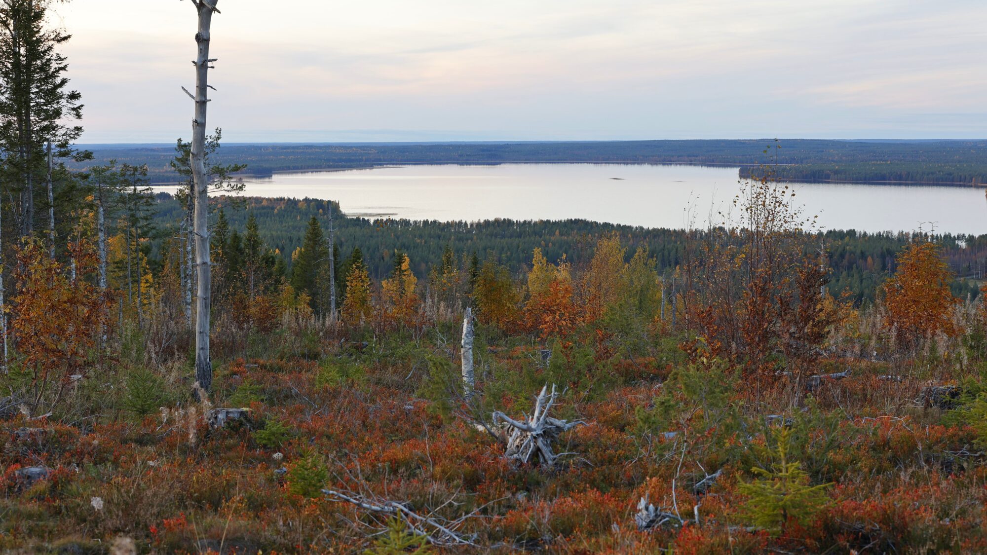 Valokuvaaja: TOMMI KUJALA