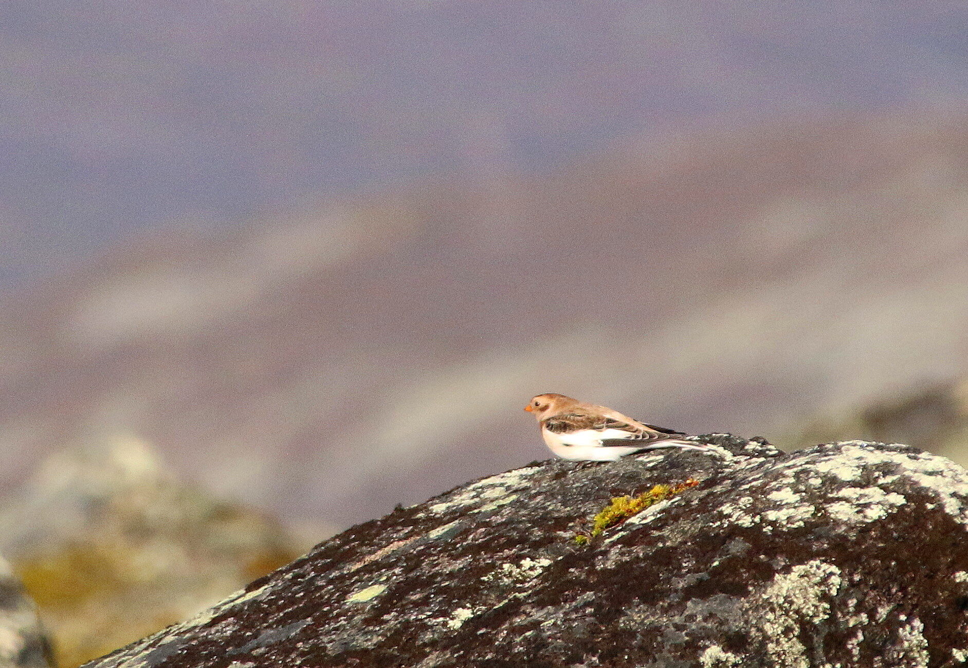 Valokuvaaja: Tuukka Pahtamaa