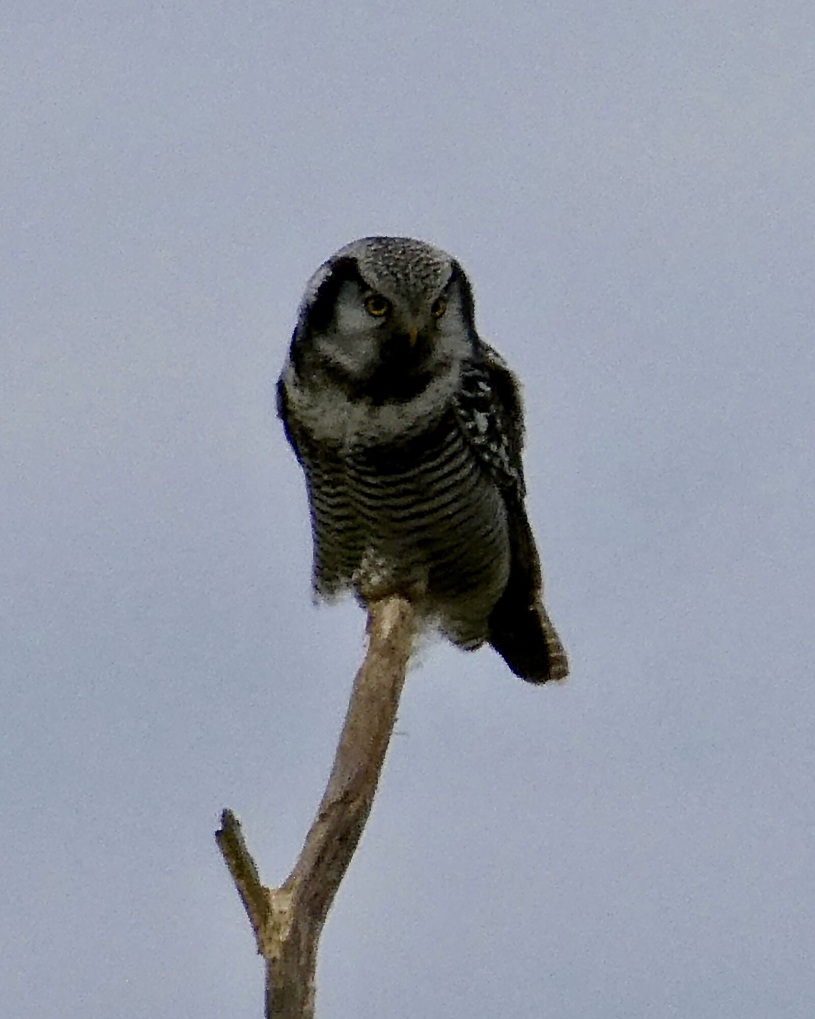 Valokuvaaja: Liisa Niiva-Korpela