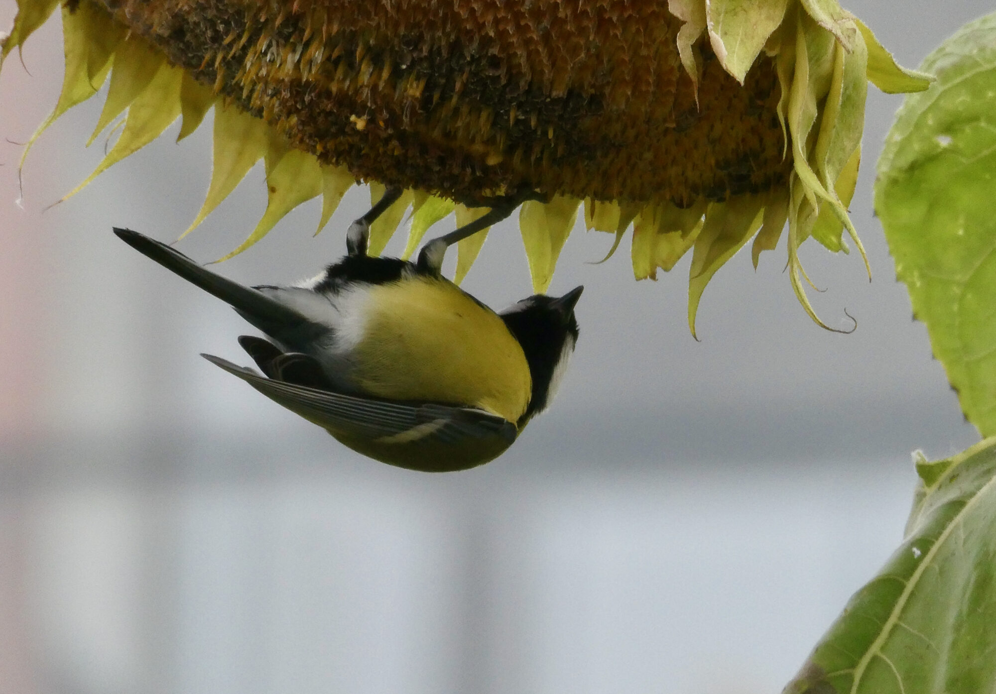 Valokuvaaja: Liisa Niiva-Korpela