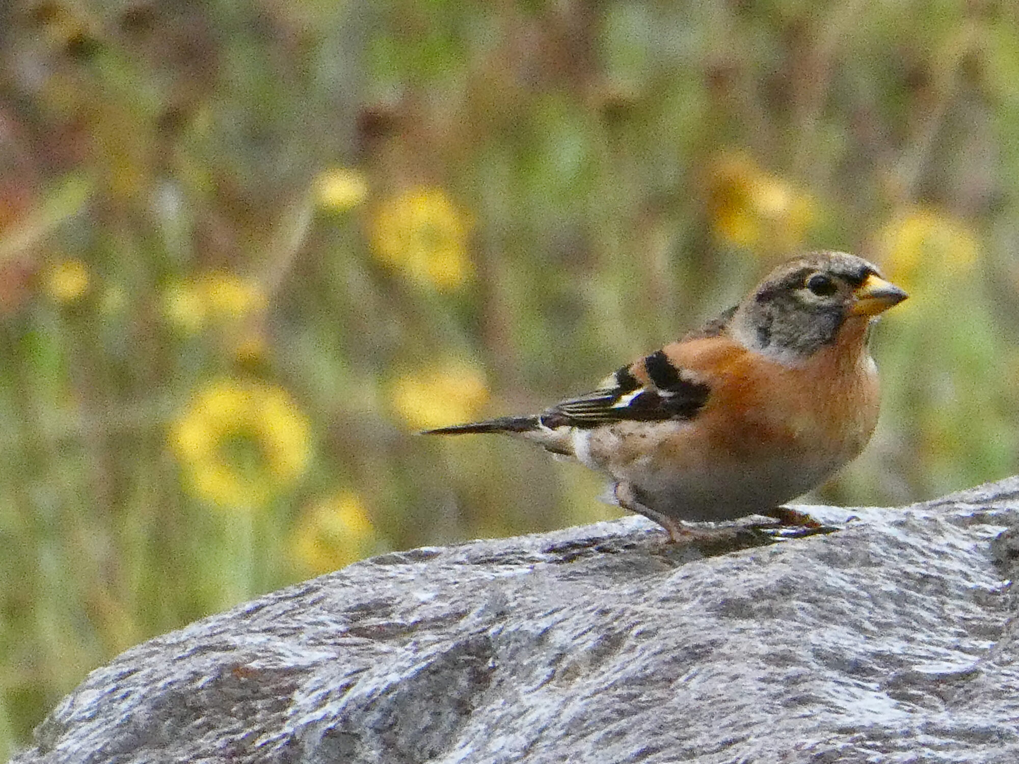 Valokuvaaja: Liisa Niiva-Korpela Valokuvaaja: Liisa Niiva-Korpela