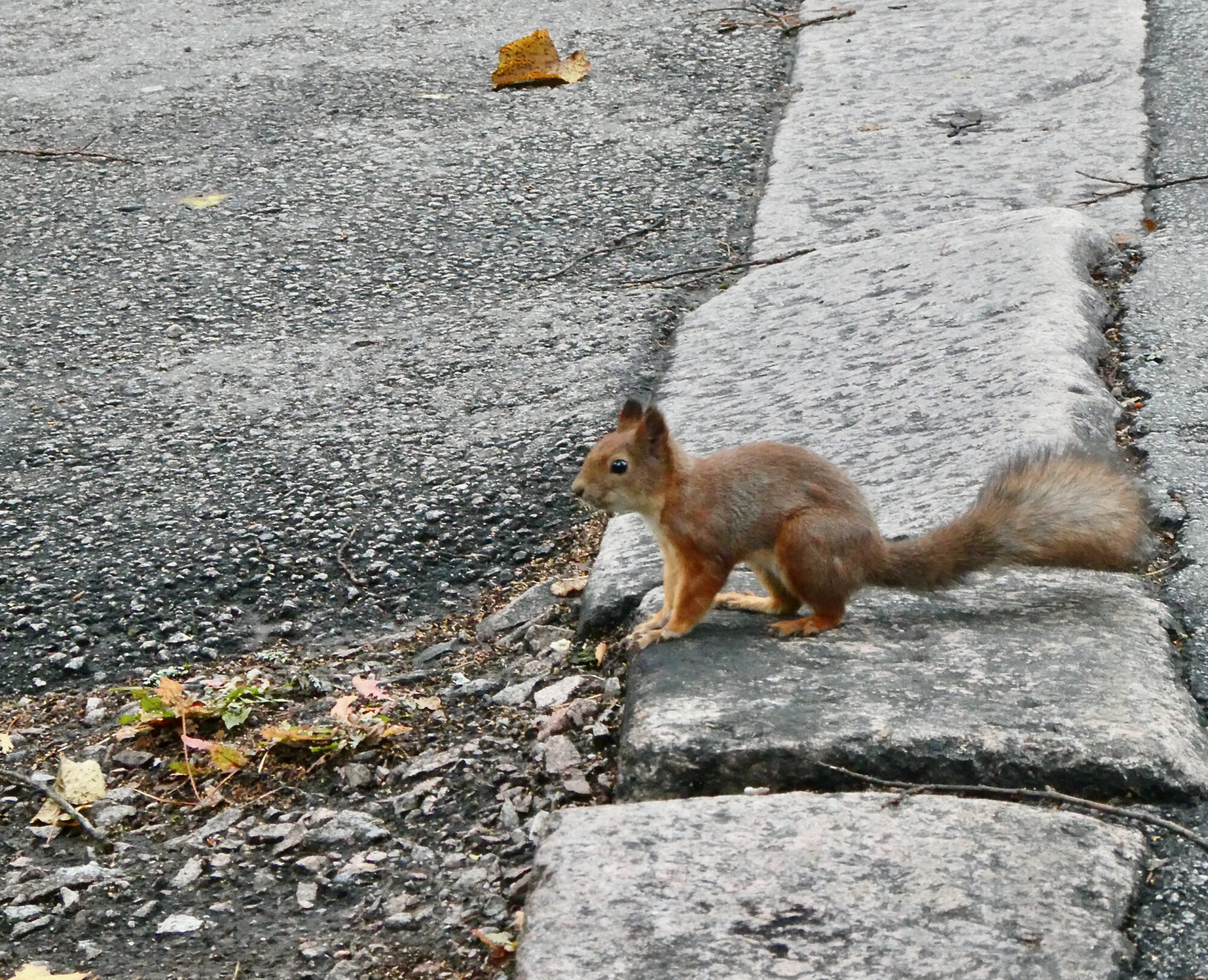 Valokuvaaja: Liisa Niiva-Korpela