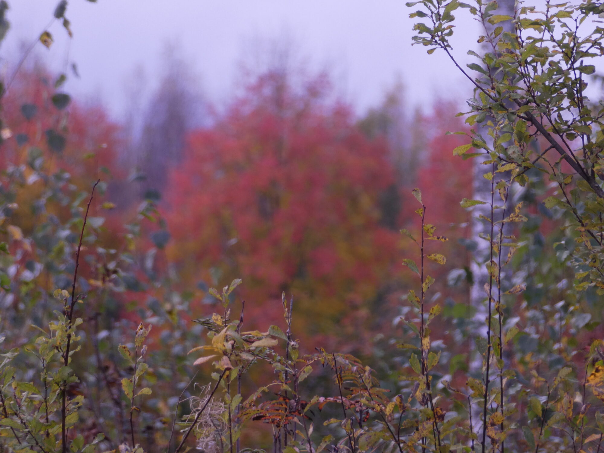 Valokuvaaja: Anja Mustamaa