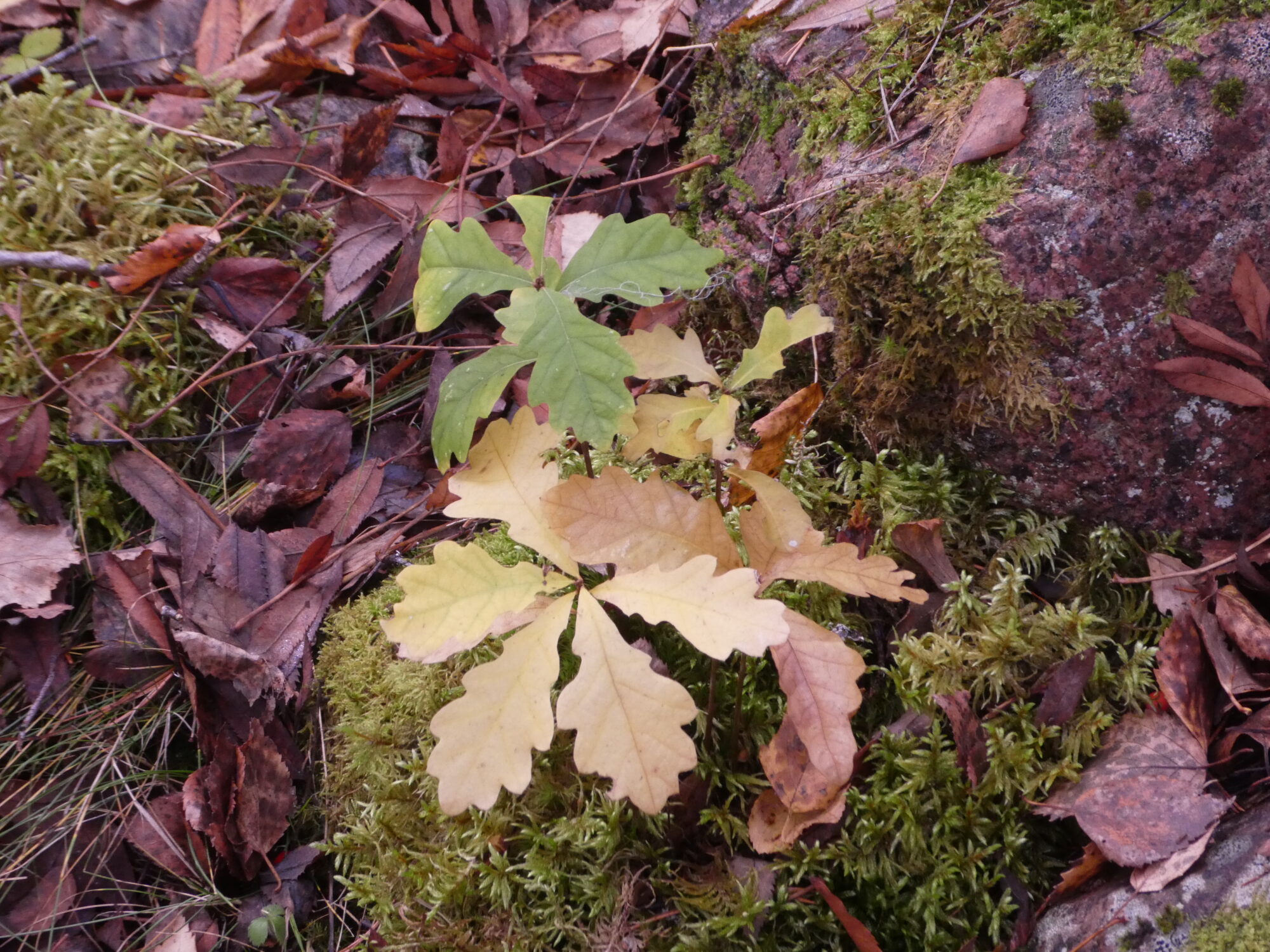 Valokuvaaja: Anja Mustamaa