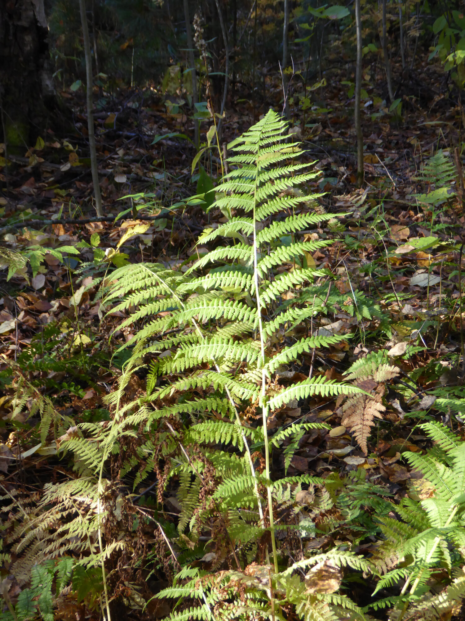 Valokuvaaja: Toni Asikainen