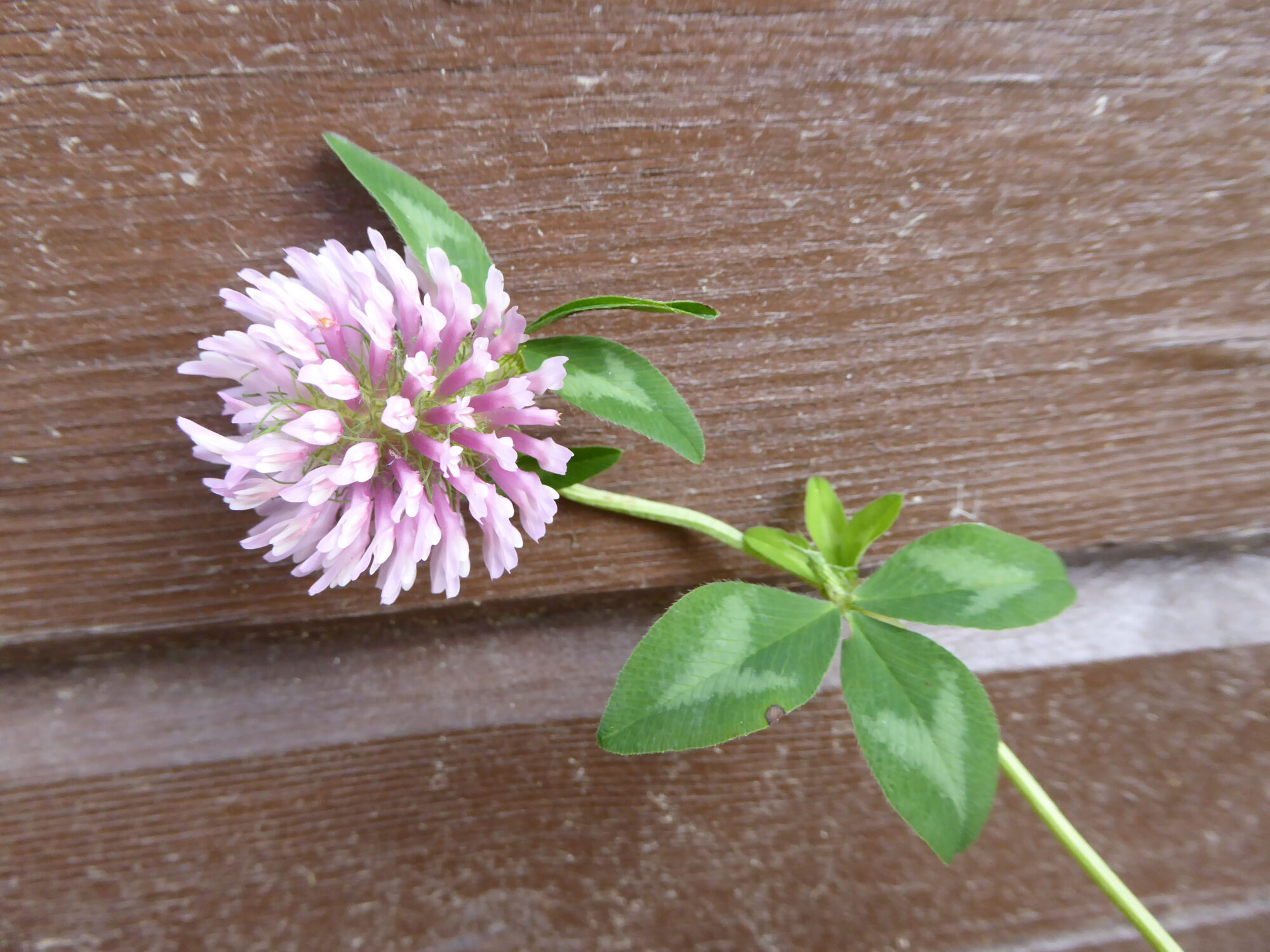 Valokuvaaja: Toni Asikainen