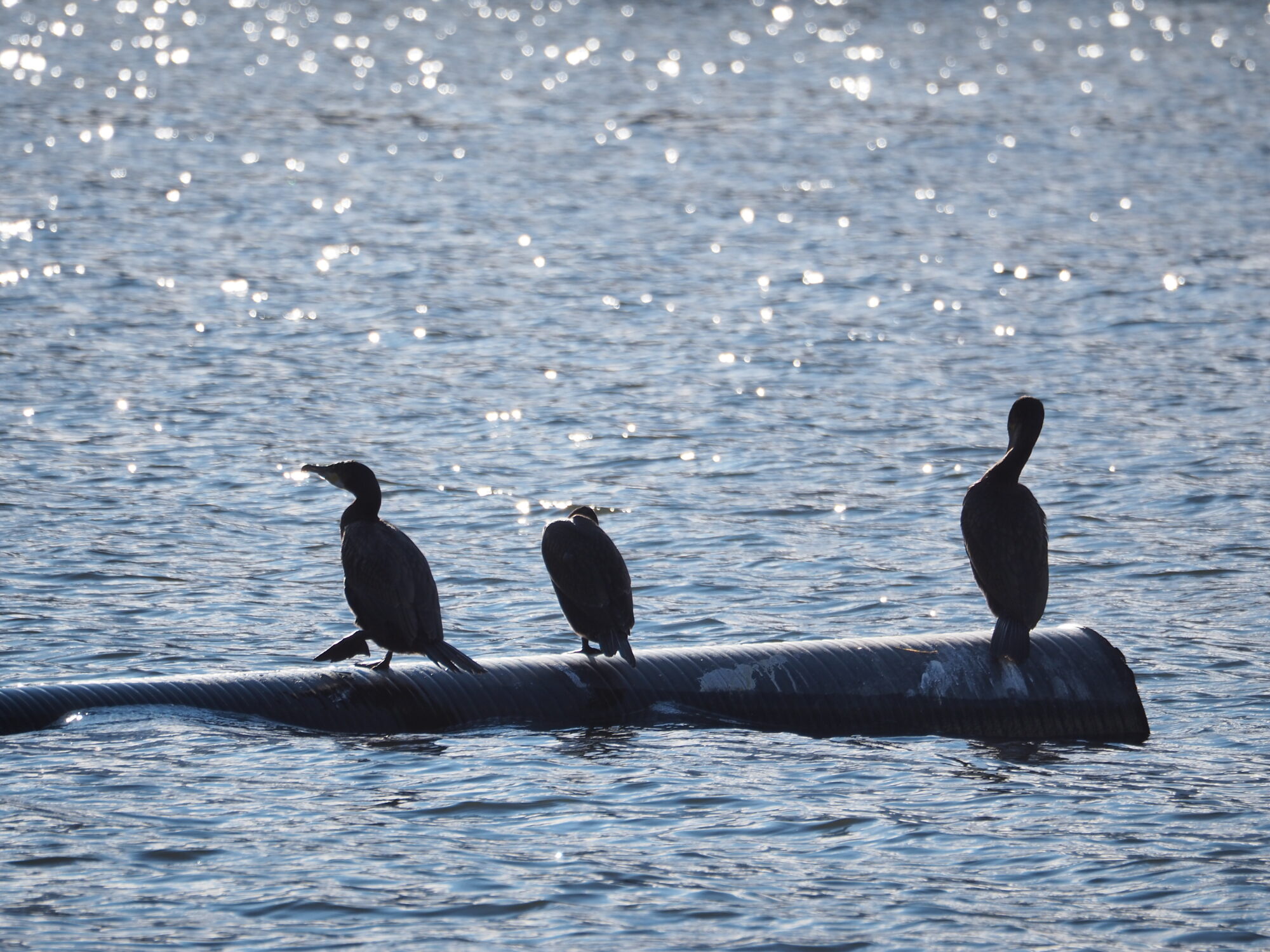 Valokuvaaja: Martti Valtonen