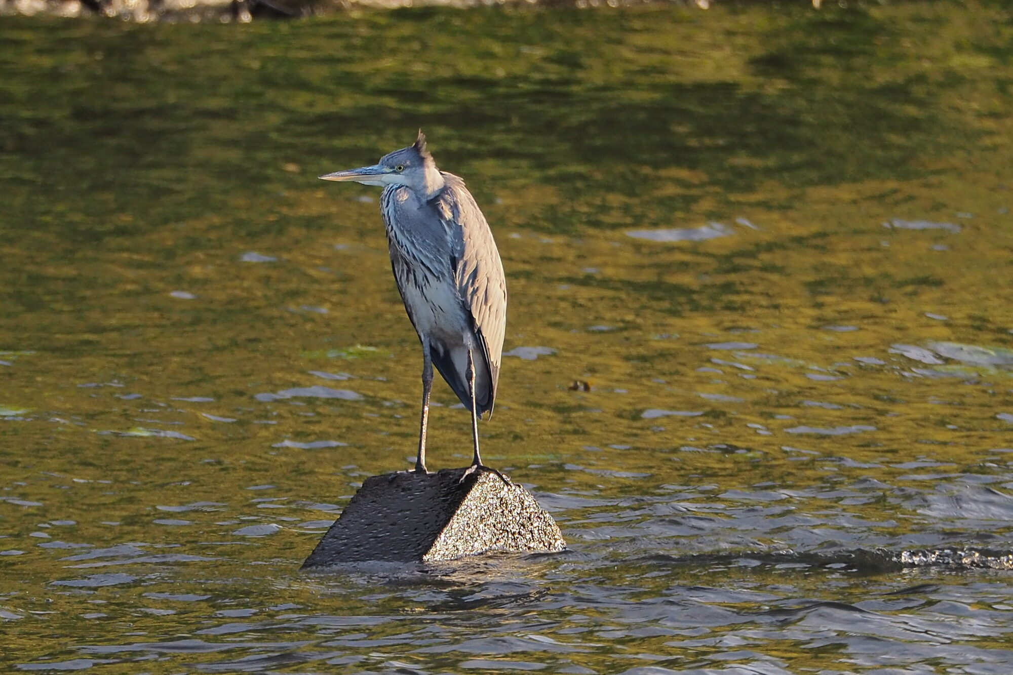 Valokuvaaja: Martti Valtonen