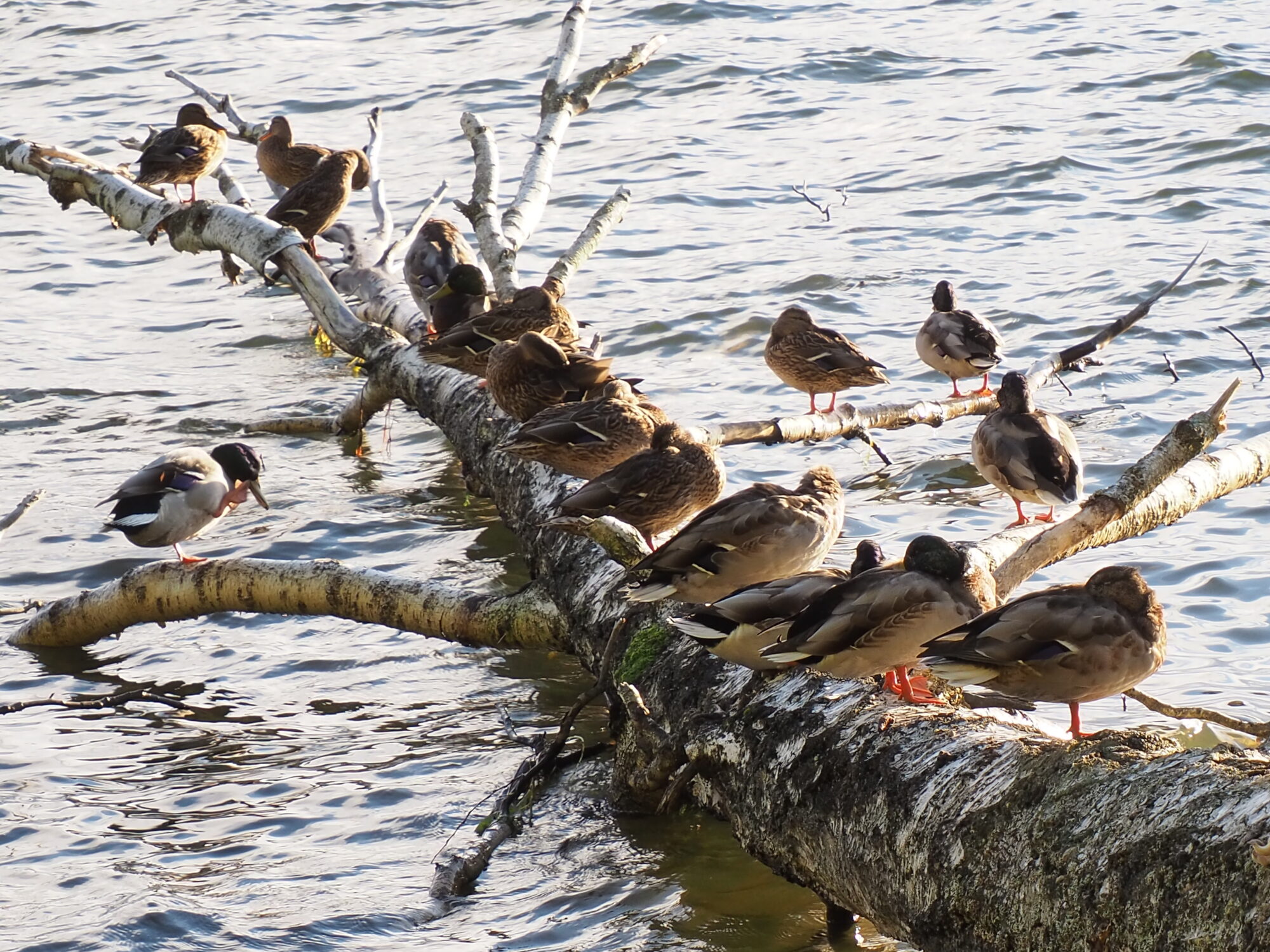 Valokuvaaja: Martti Valtonen