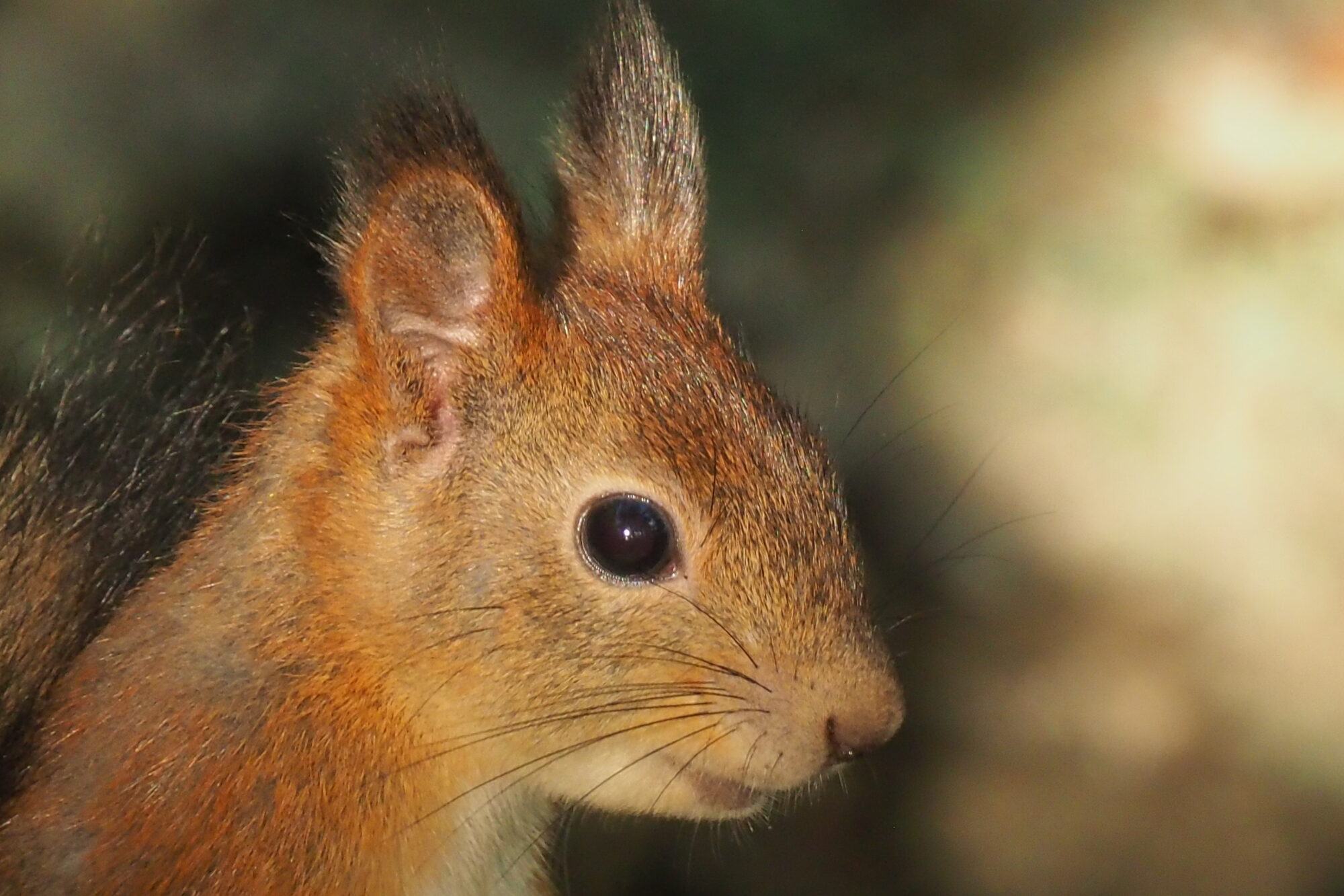 Valokuvaaja: Martti Valtonen