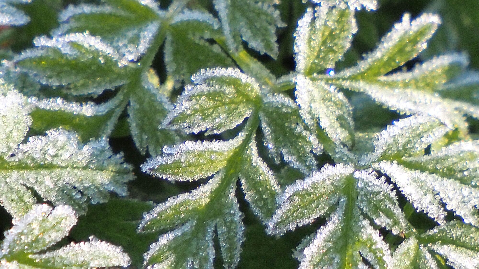 Valokuvaaja: Arja Valtonen