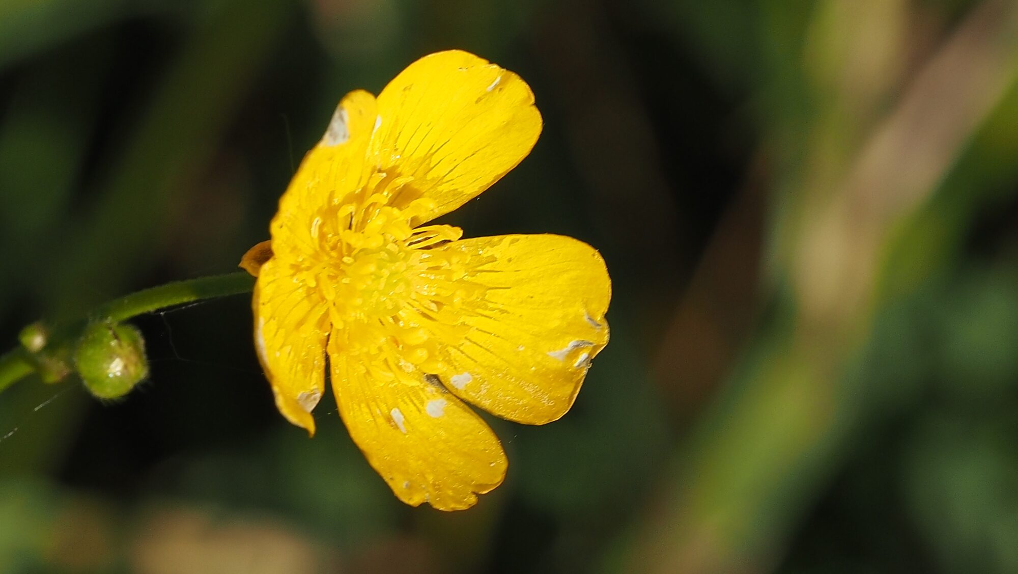 Valokuvaaja: Arja Valtonen