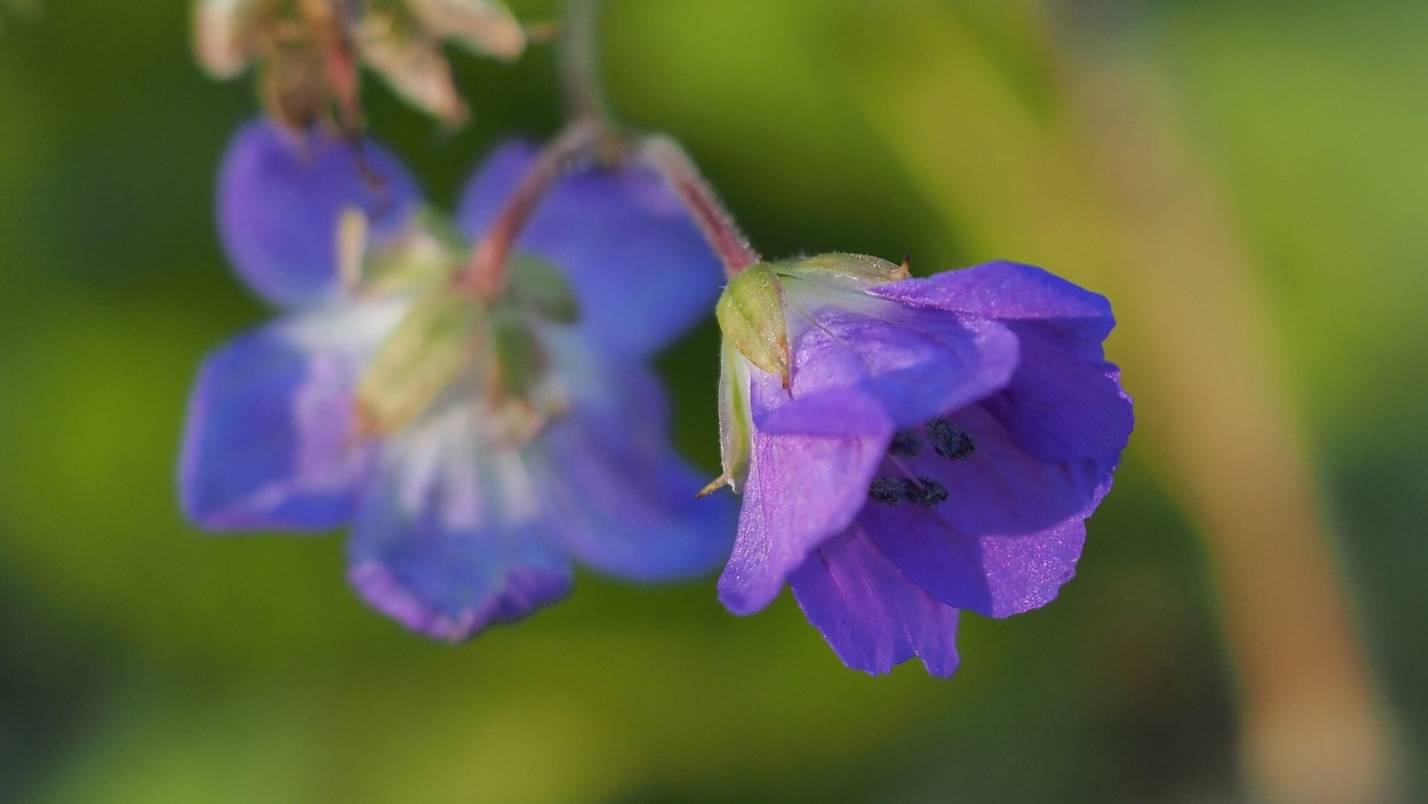 Valokuvaaja: Arja Valtonen