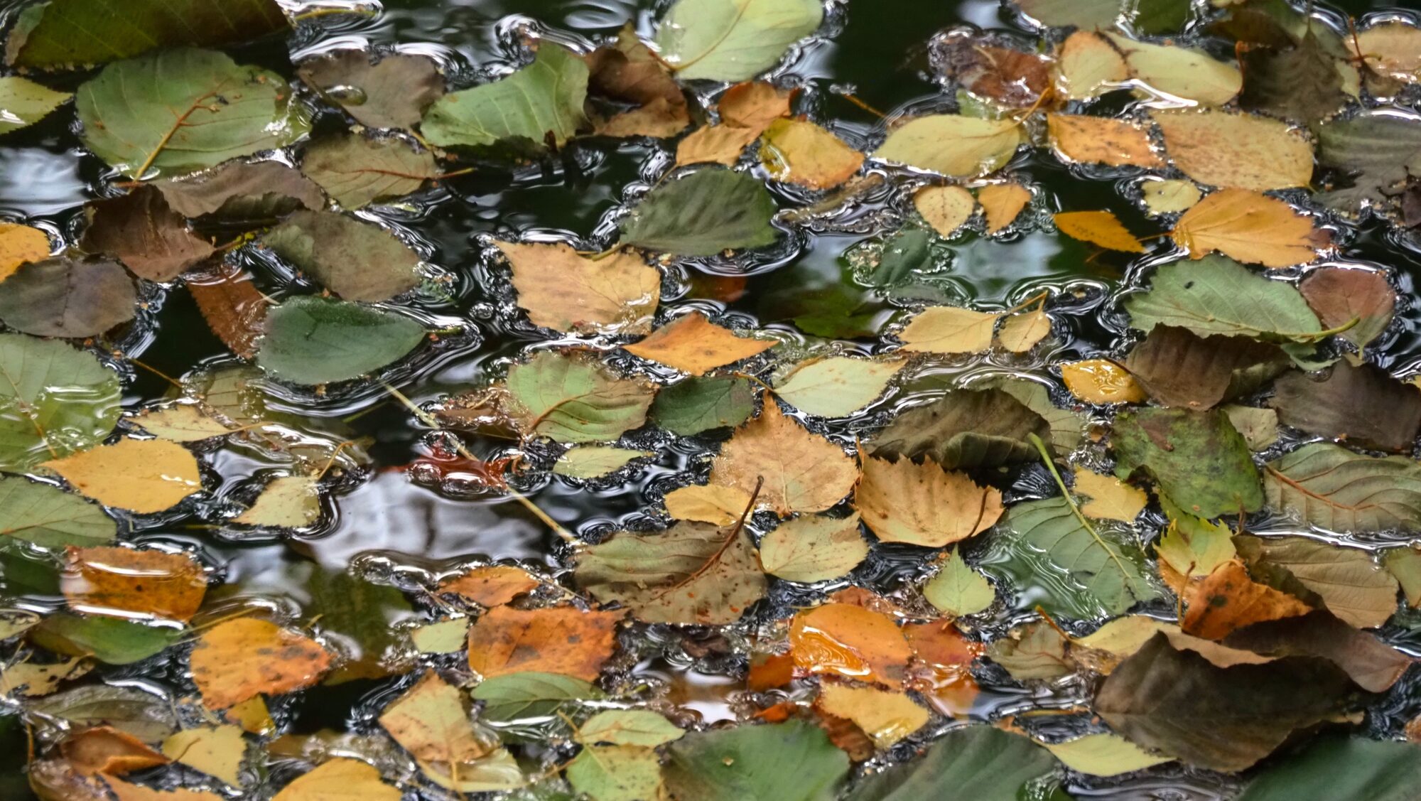 Valokuvaaja: Arja Valtonen