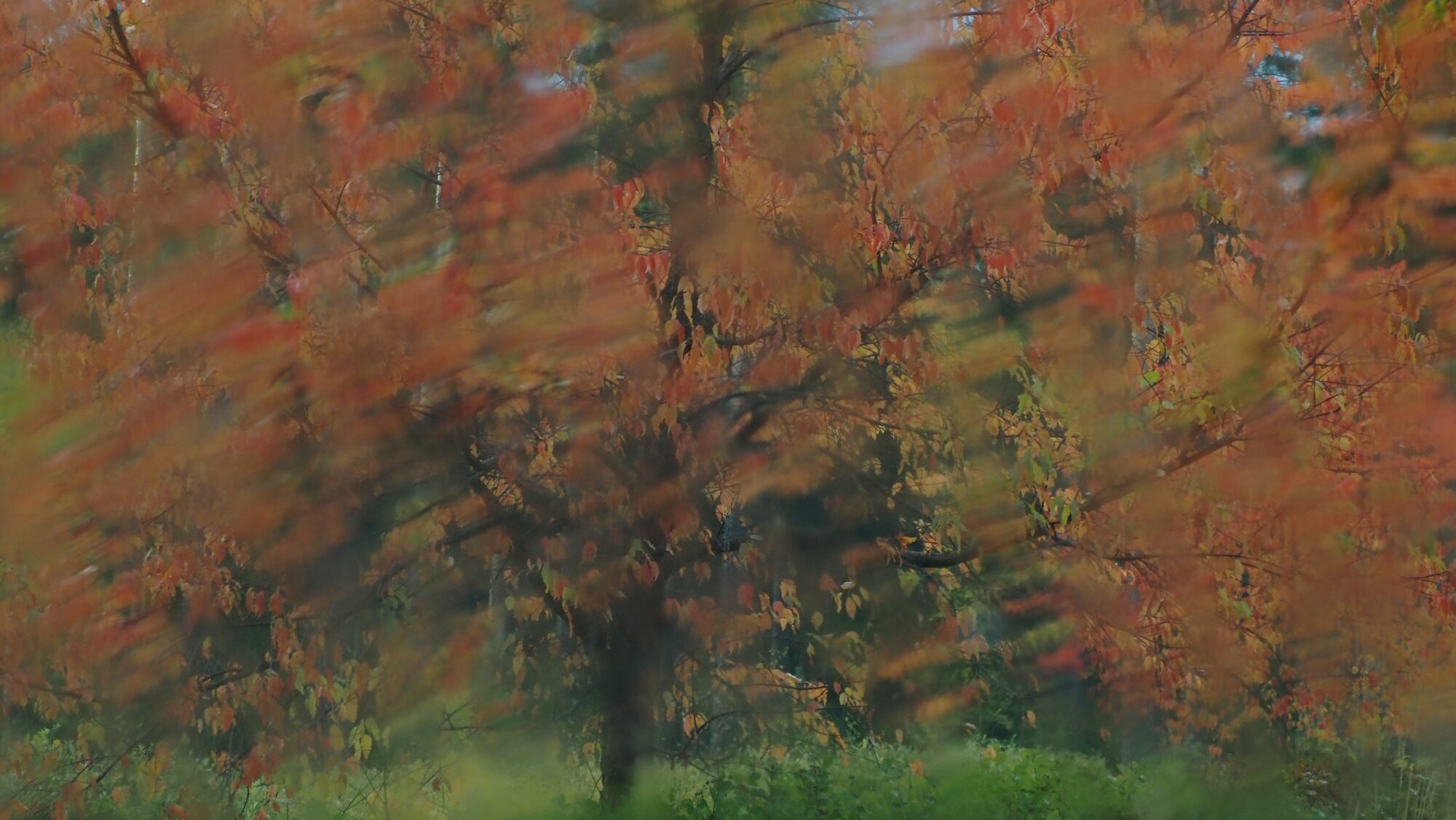 Valokuvaaja: Arja Valtonen