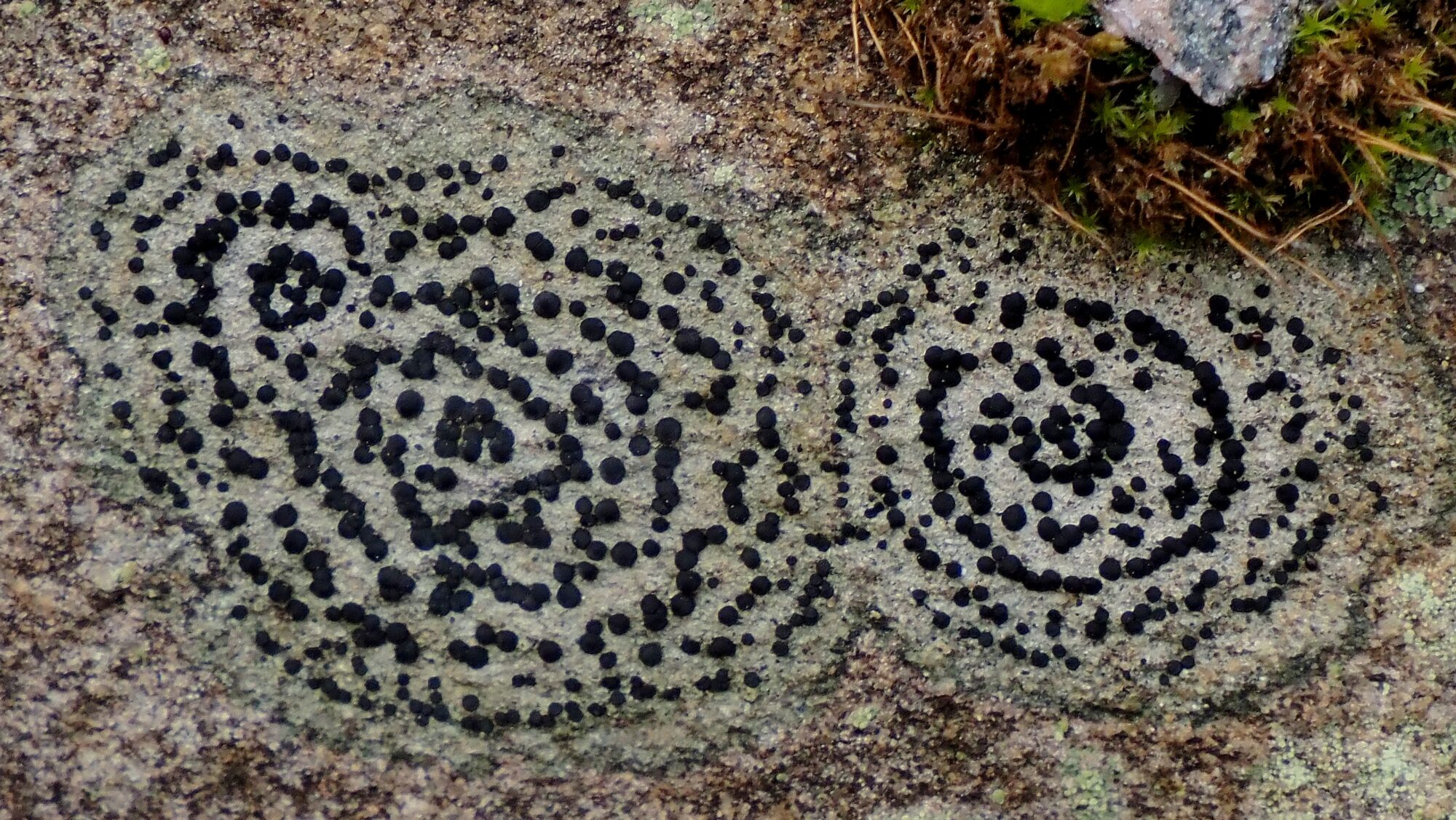 Valokuvaaja: Arja Valtonen