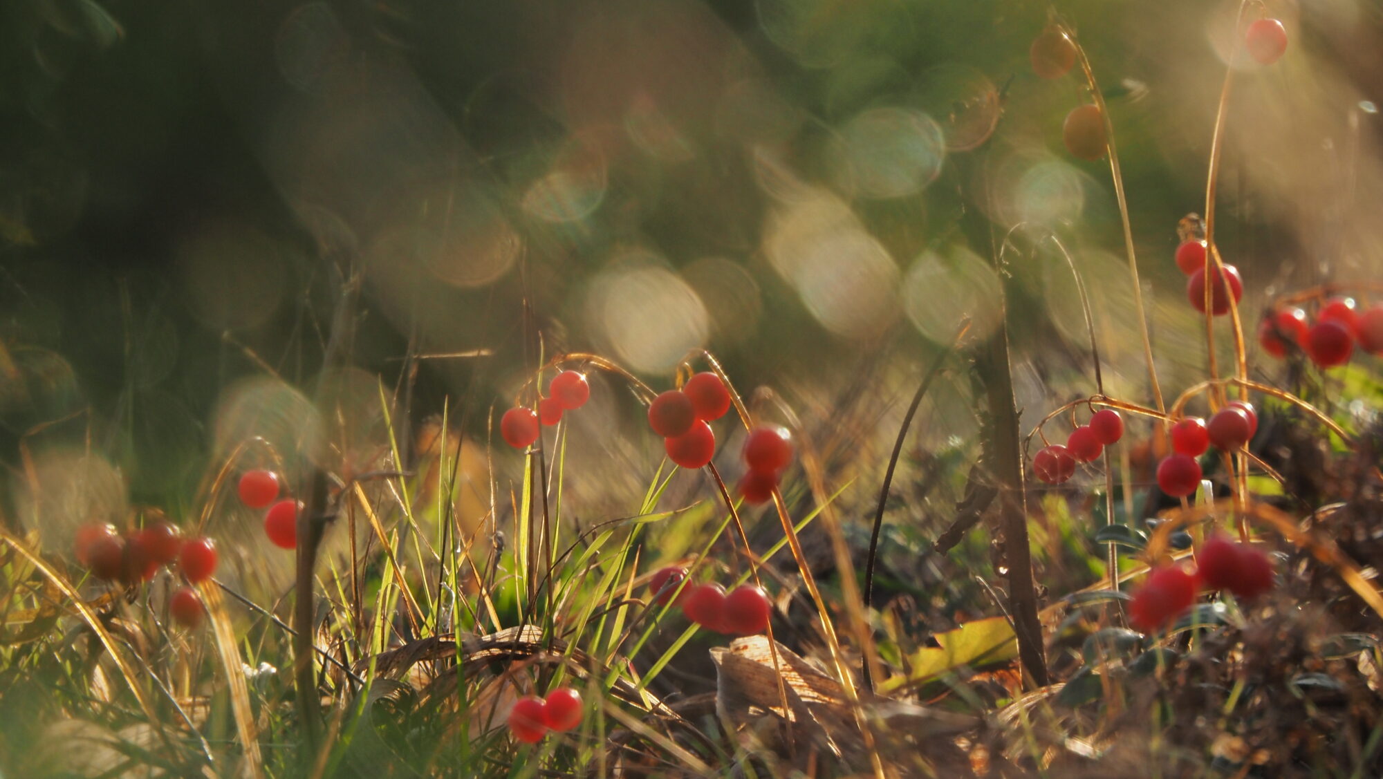 Valokuvaaja: Arja Valtonen