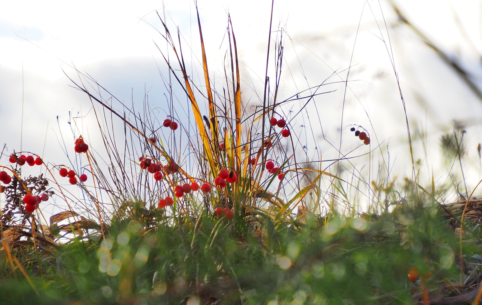 Valokuvaaja: Arja Valtonen