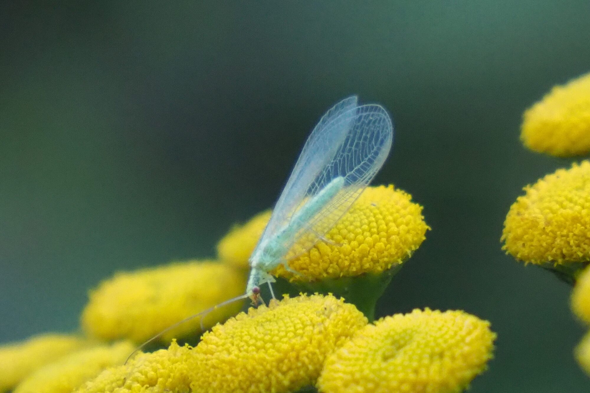 Valokuvaaja: Martti Valtonen