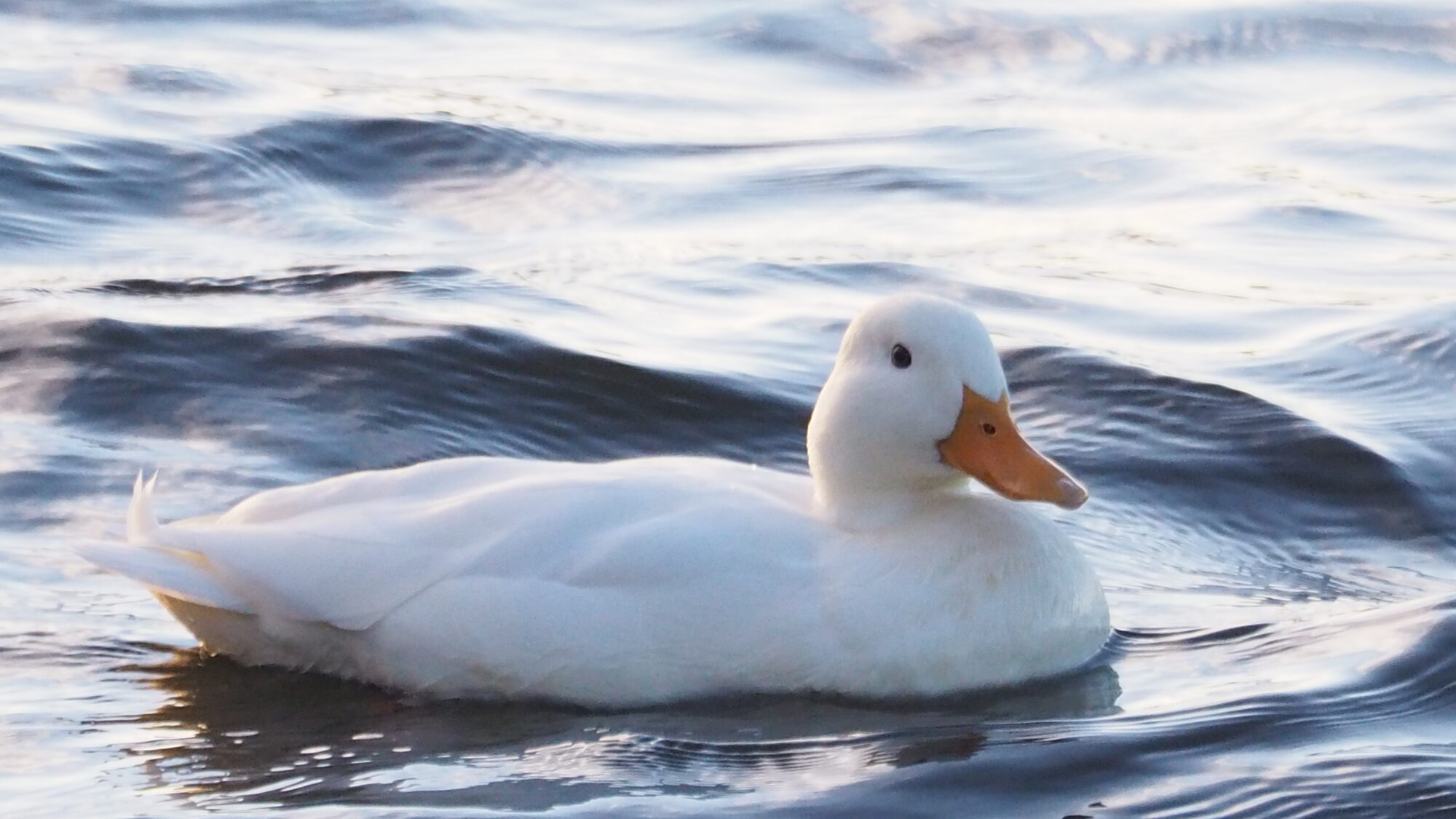 Valokuvaaja: Martti Valtonen Valokuvaaja: Martti Valtonen