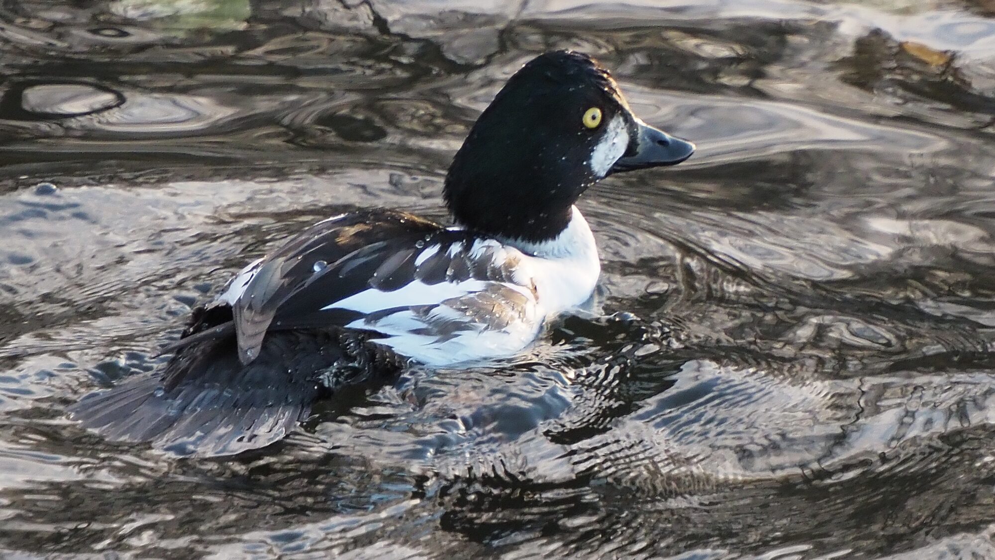 Valokuvaaja: Arja Valtonen