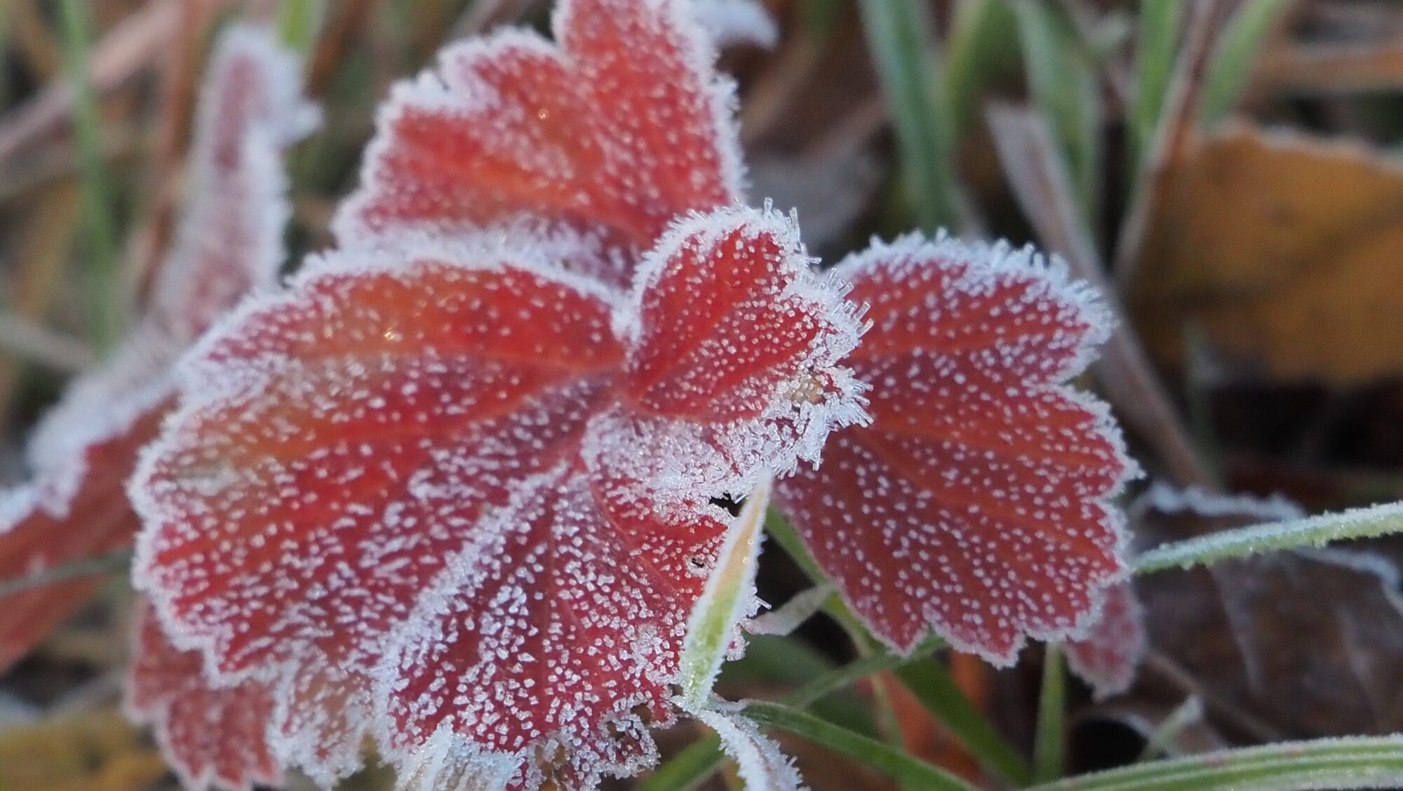 Valokuvaaja: Arja Valtonen