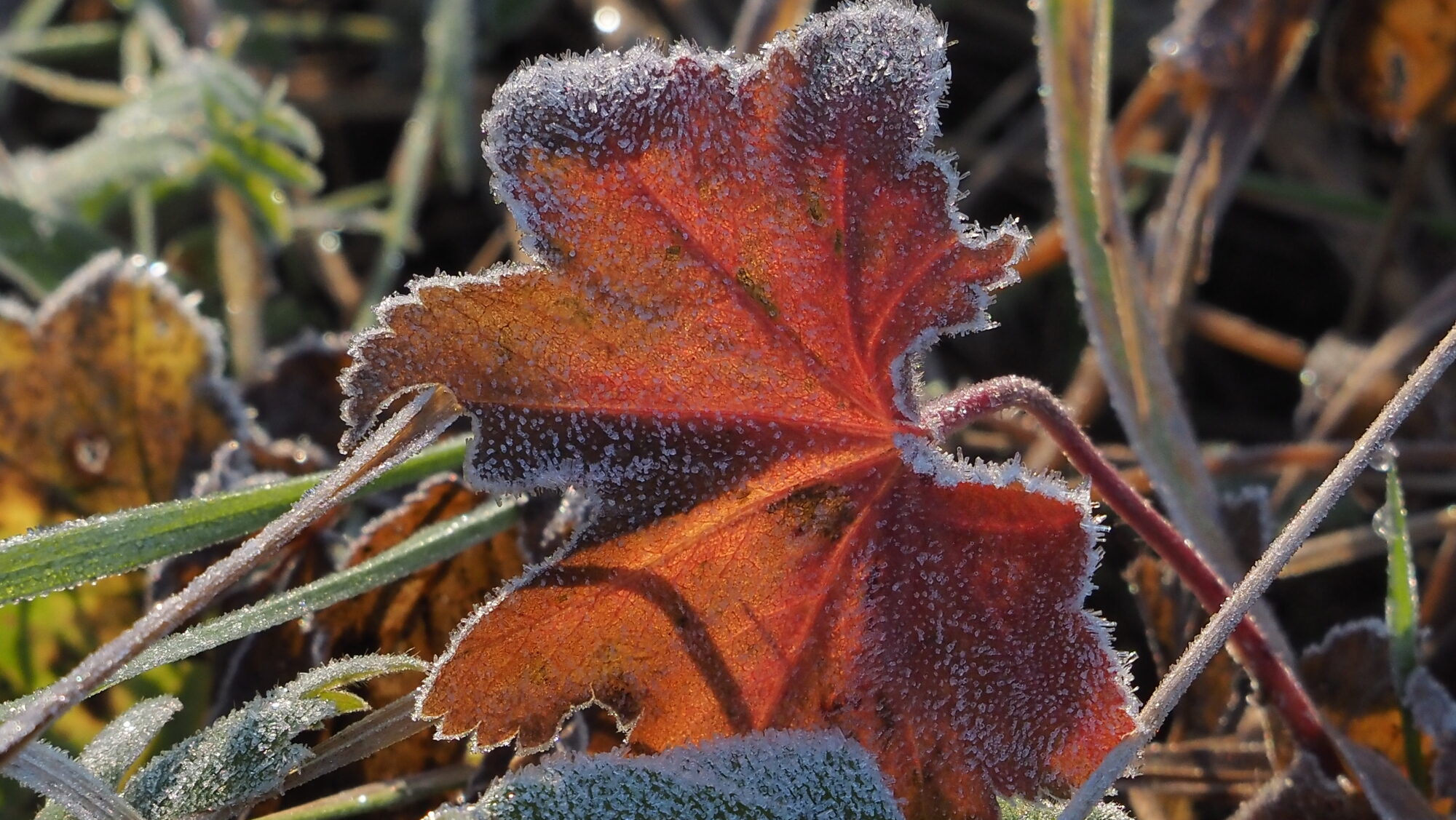 Valokuvaaja: Arja Valtonen