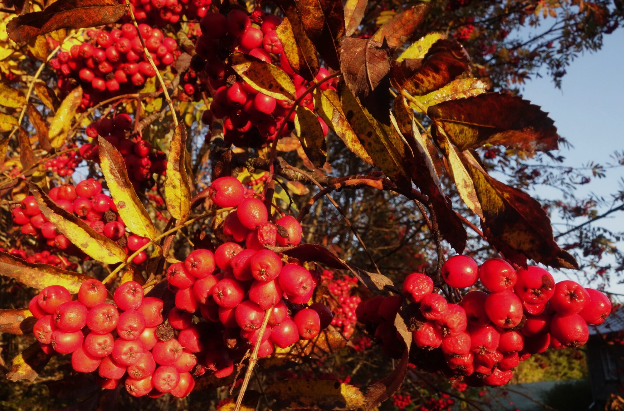 Valokuvaaja: Kaarina Heiskanen