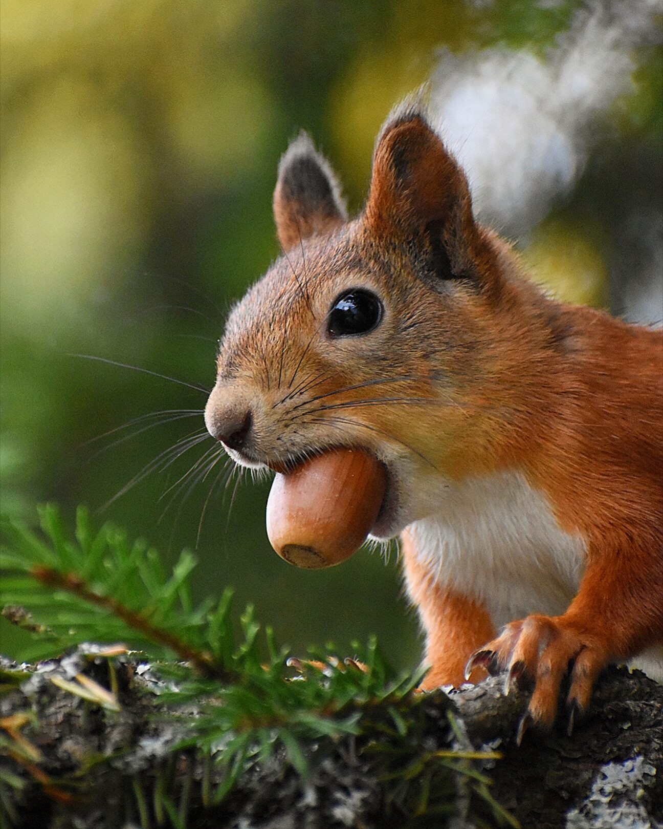 Valokuvaaja: Olli Inkinen/ @eraopa_s_wildlife_photography