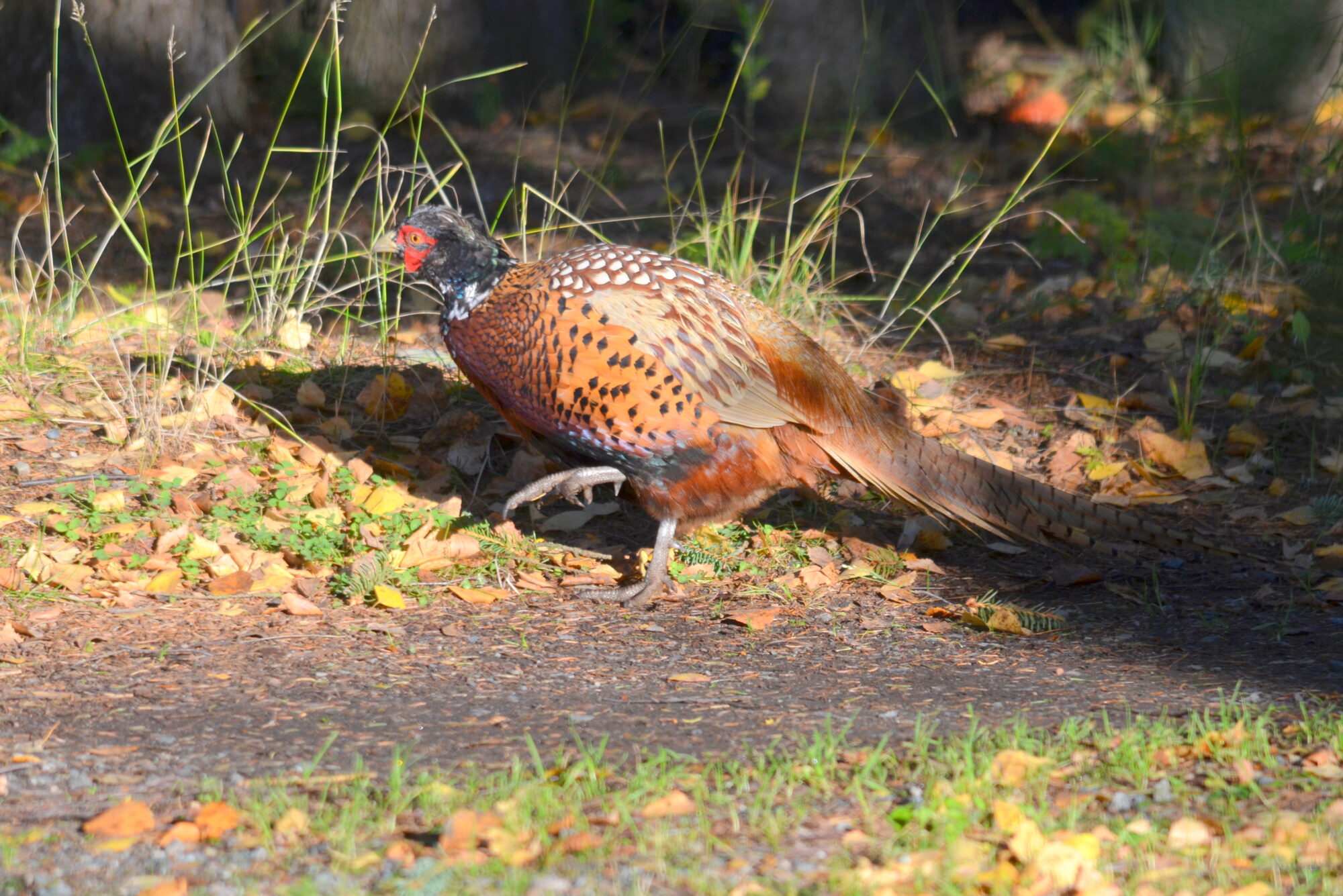 Valokuvaaja: Kaarlo Asikainen