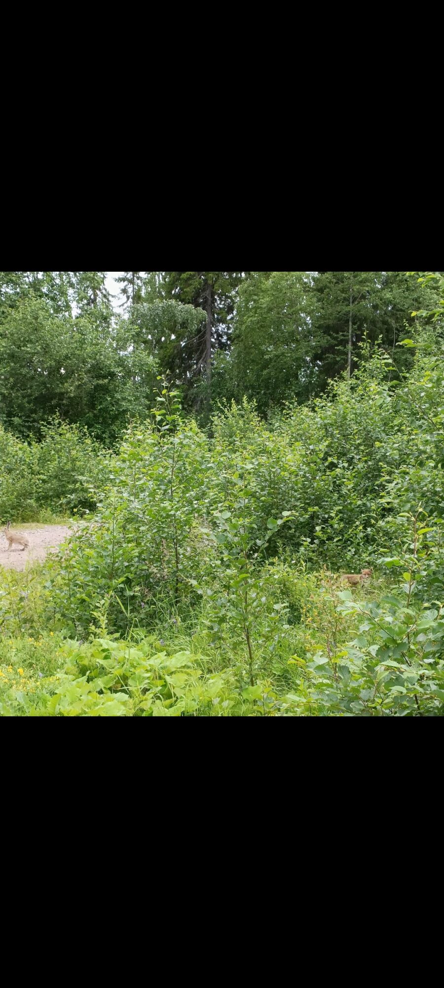 Valokuvaaja: ANNE TERVO Valokuvaaja: ANNE TERVO