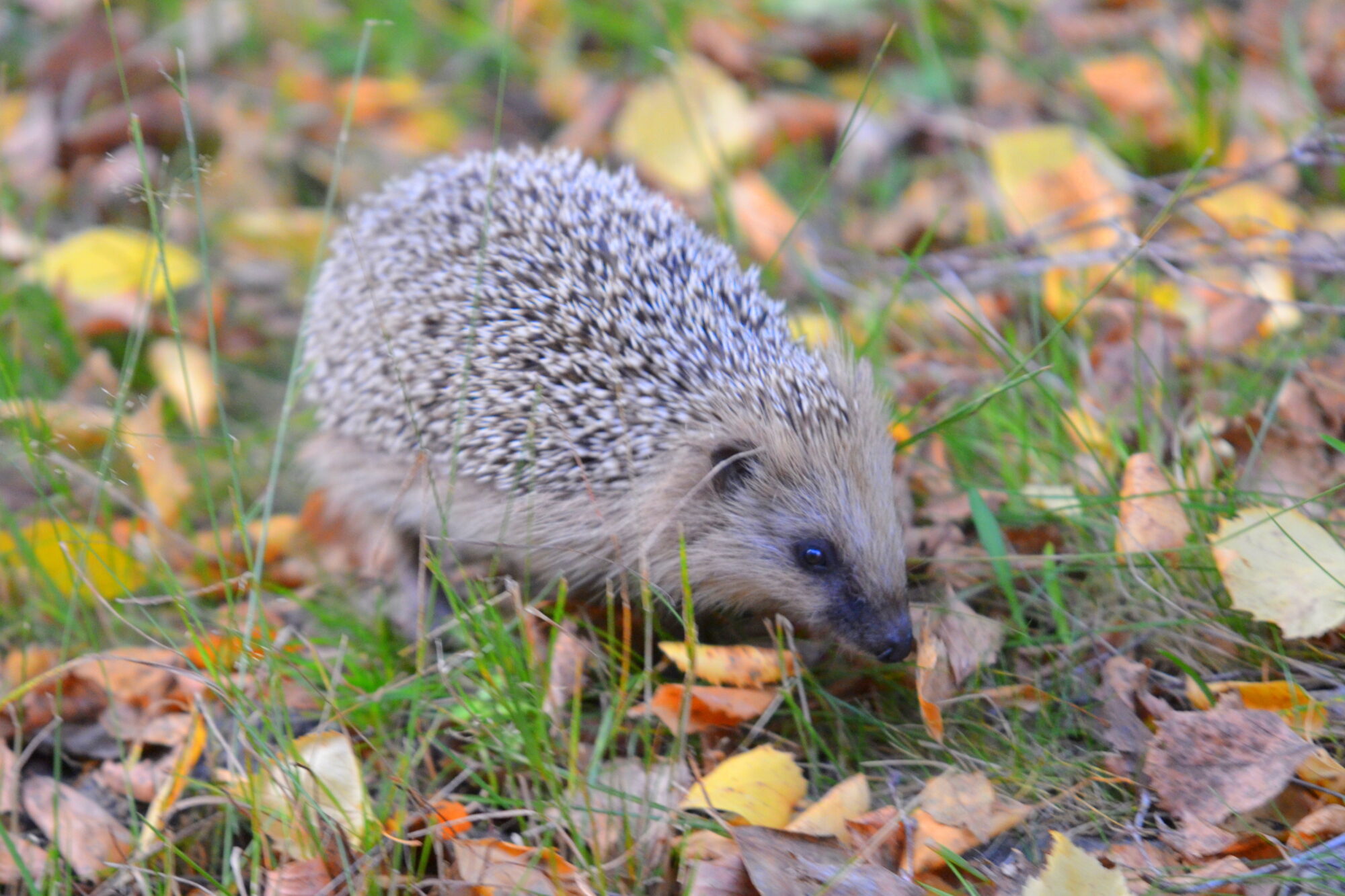 Valokuvaaja: Kaarlo Asikainen