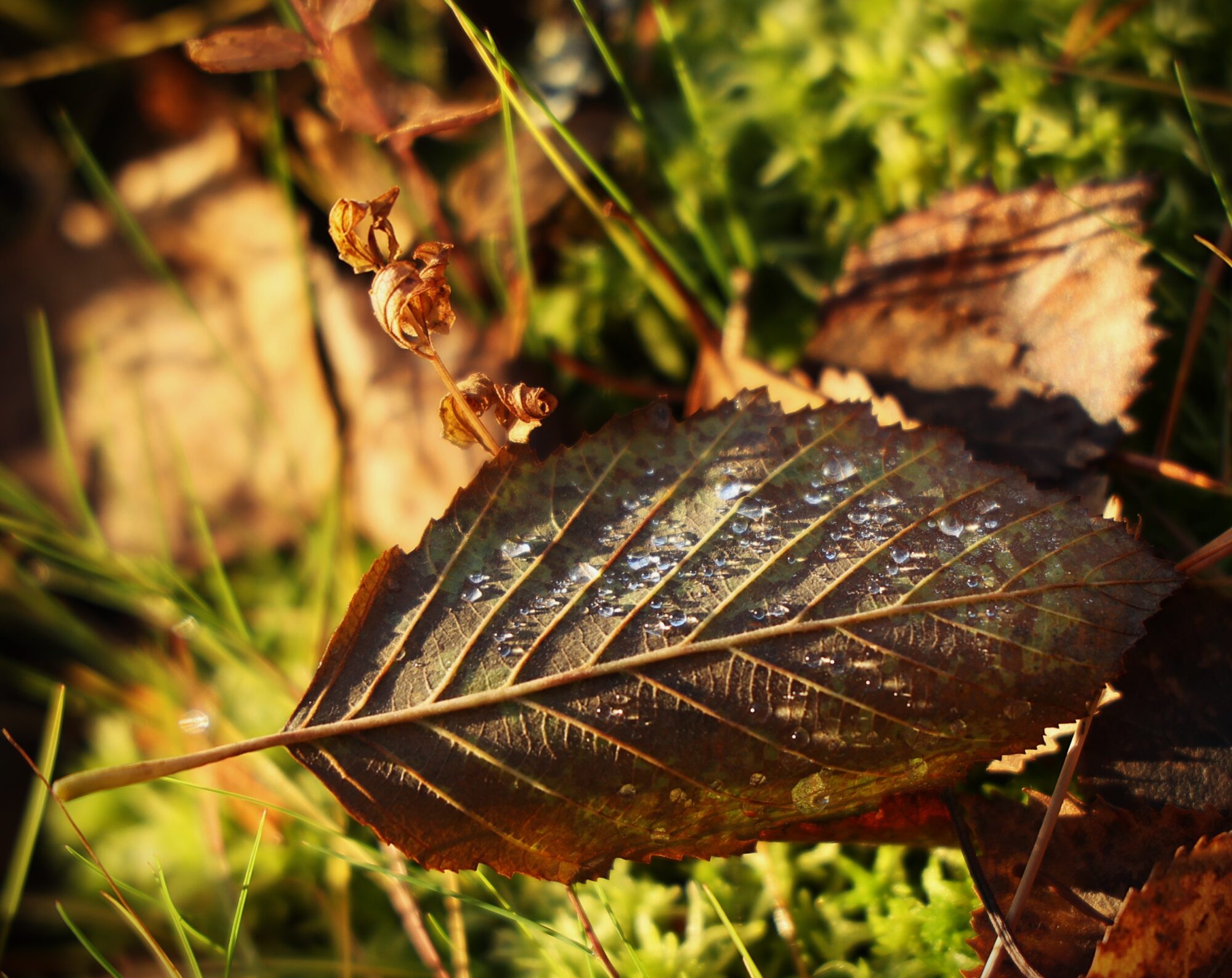 Valokuvaaja: Kaarina Heiskanen