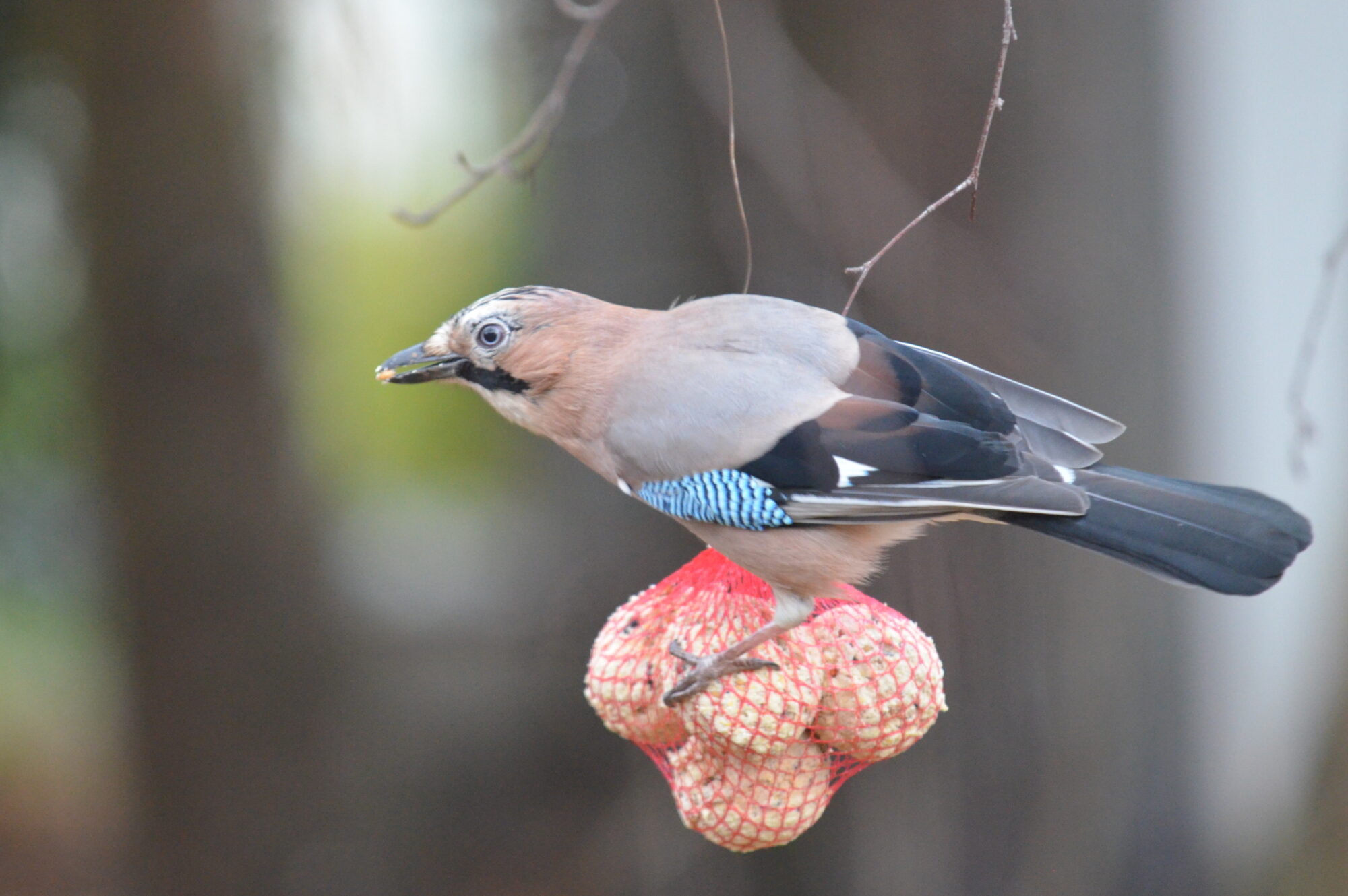 Valokuvaaja: Kaarlo Asikainen Valokuvaaja: Kaarlo Asikainen