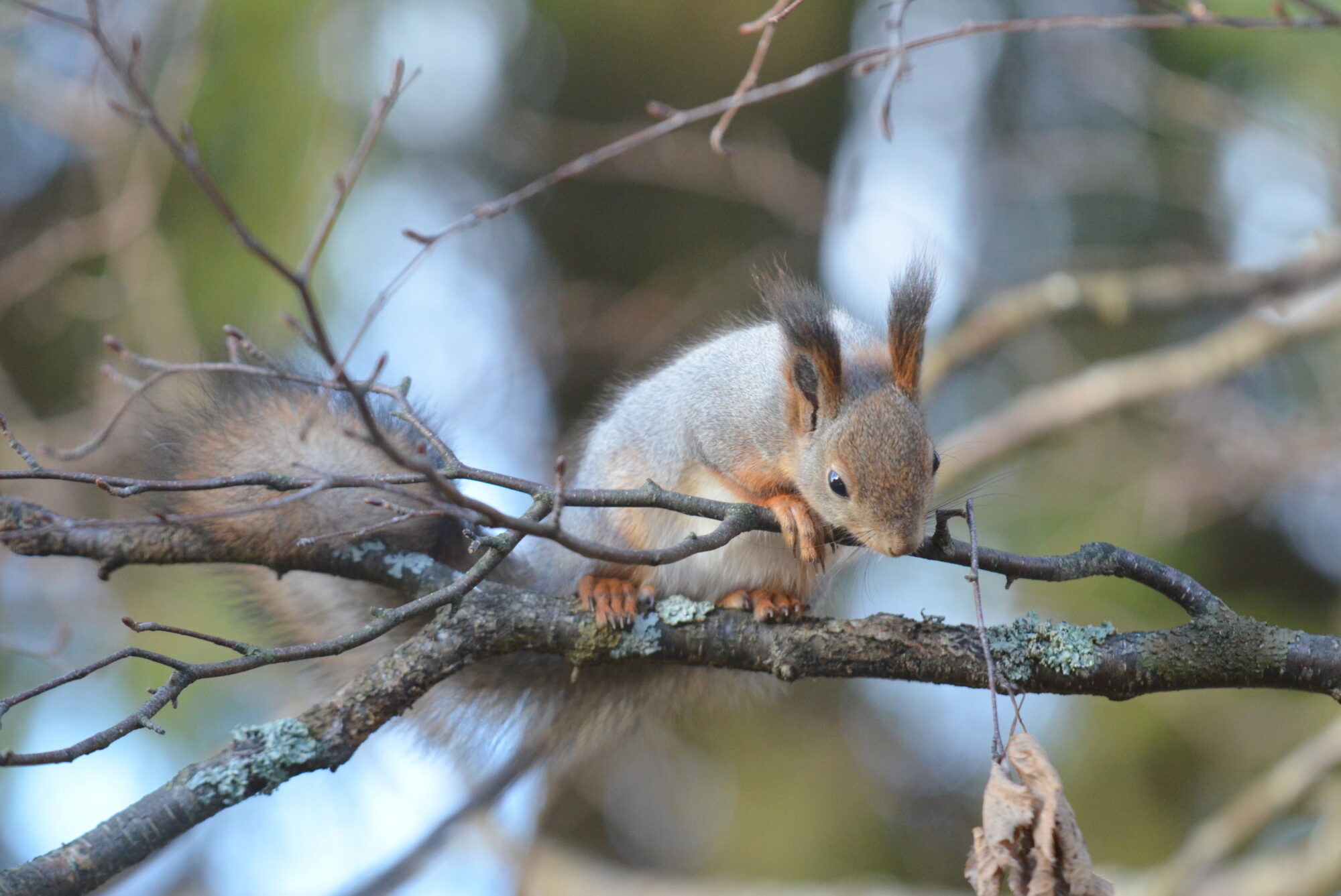 Valokuvaaja: Kaarlo Asikainen