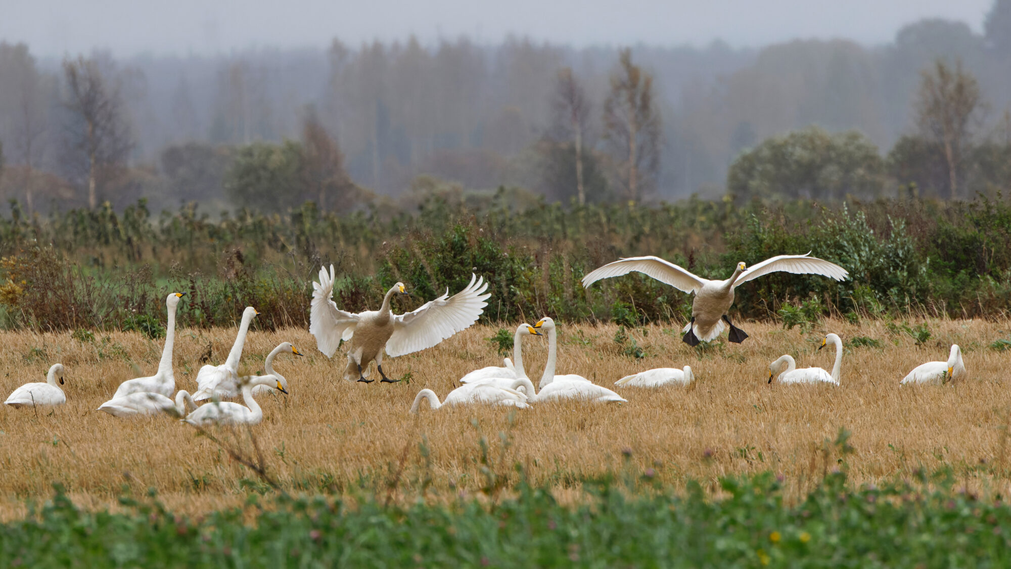 Valokuvaaja: TOMMI KUJALA