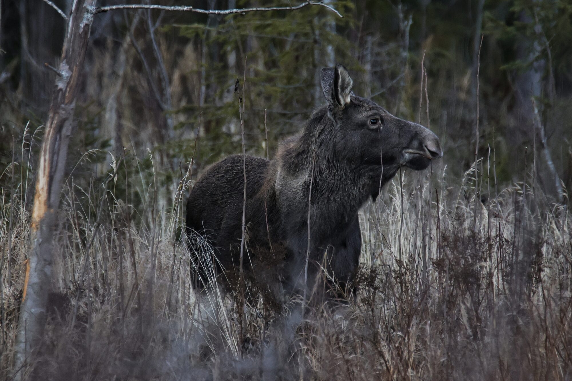 Valokuvaaja: Timo Lappalainen