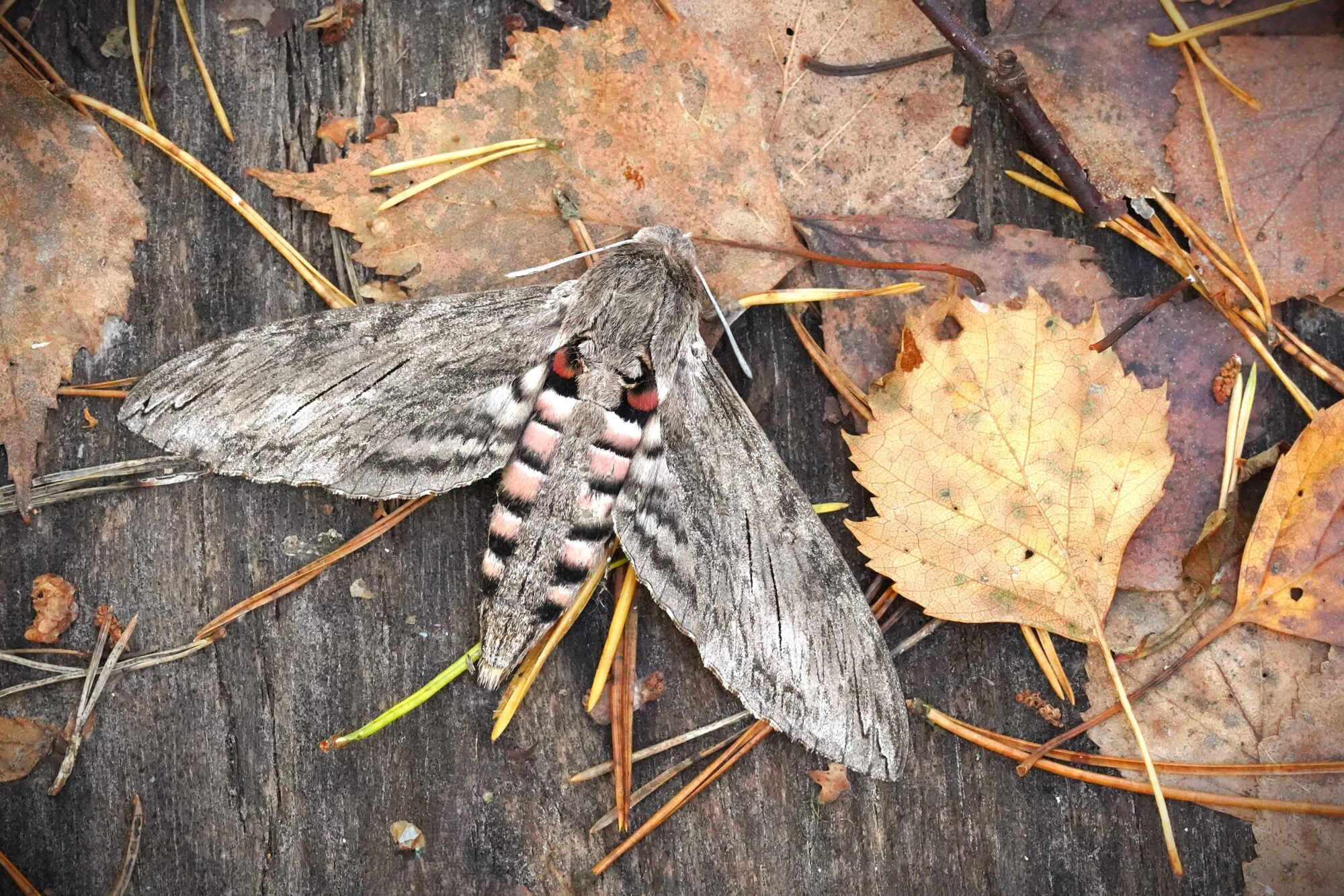 Valokuvaaja: Arja Pohto