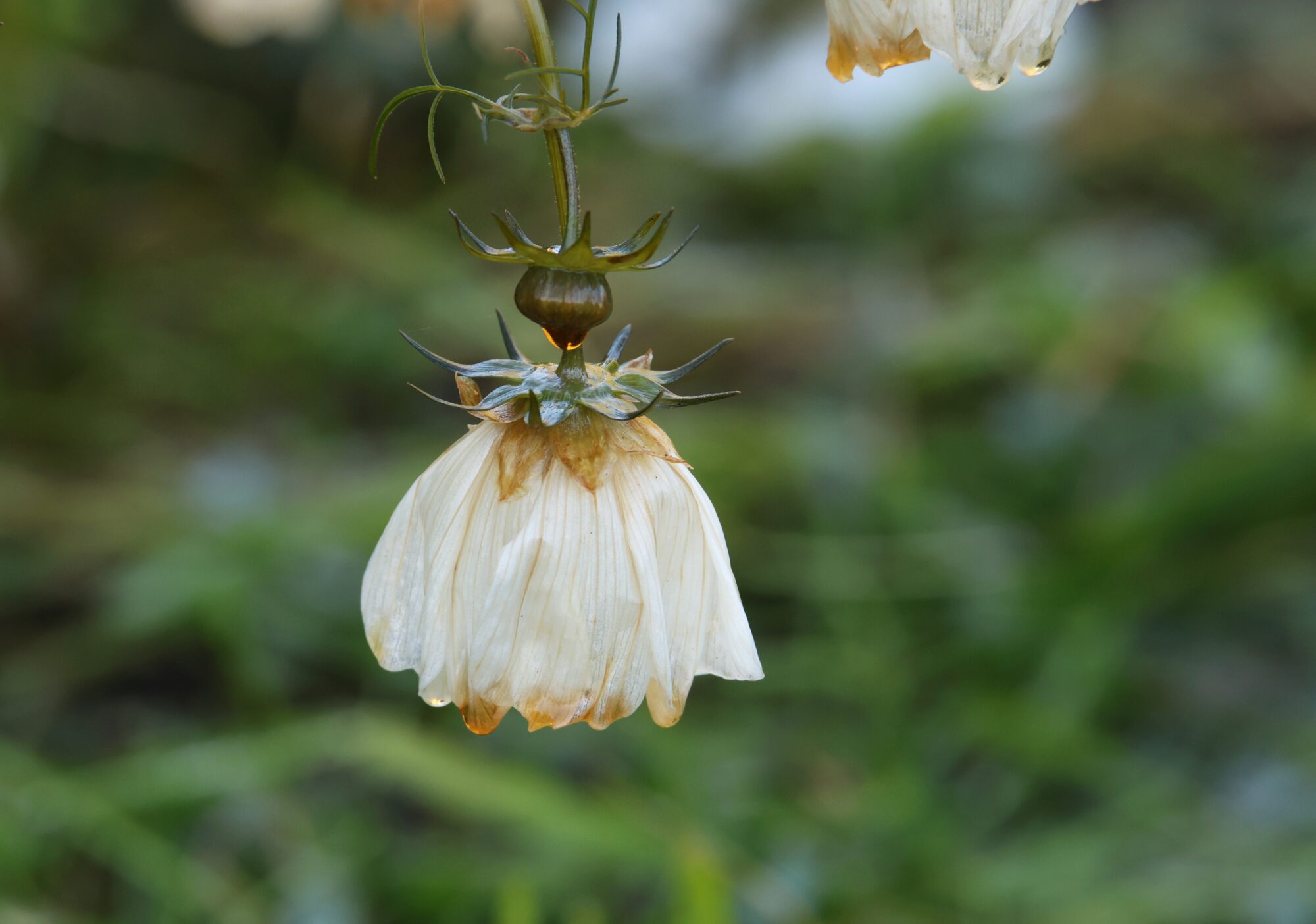 Valokuvaaja: Jaana Saarelainen